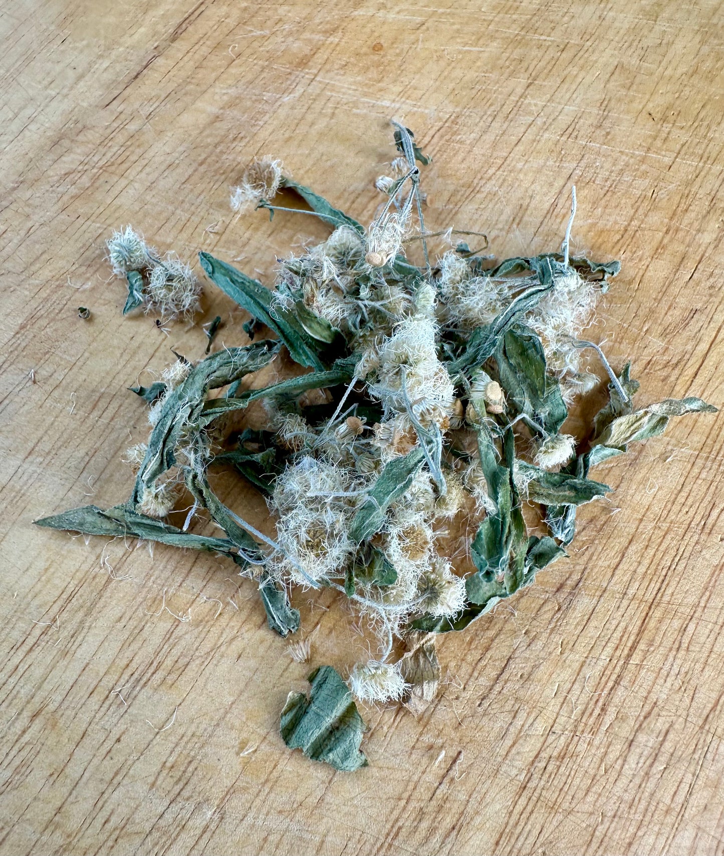 Fleabane