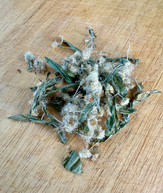 Fleabane