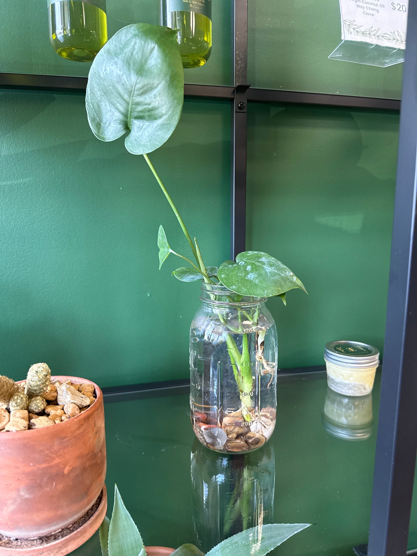 Monstera Jar