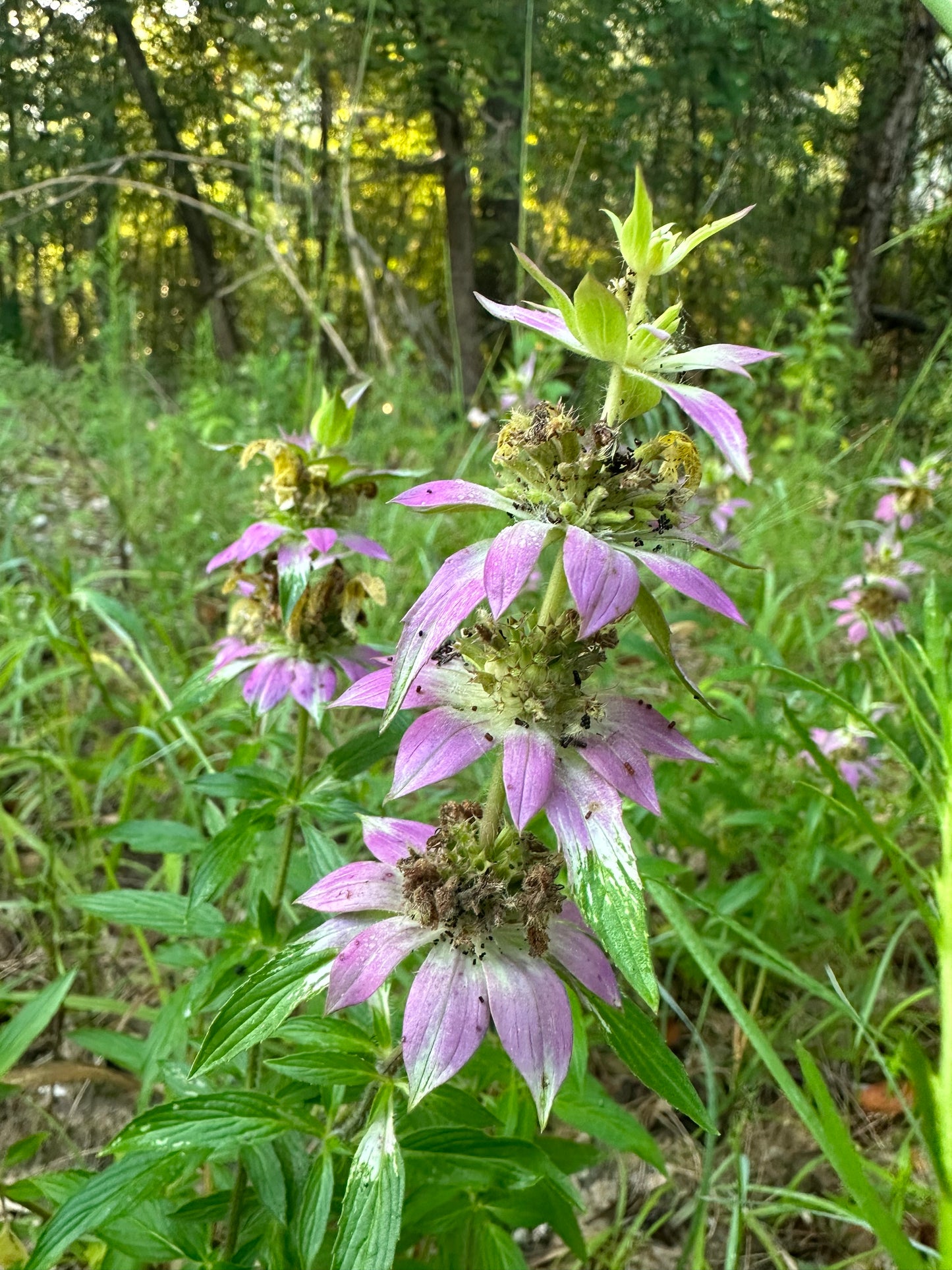Spotted Bee Balm