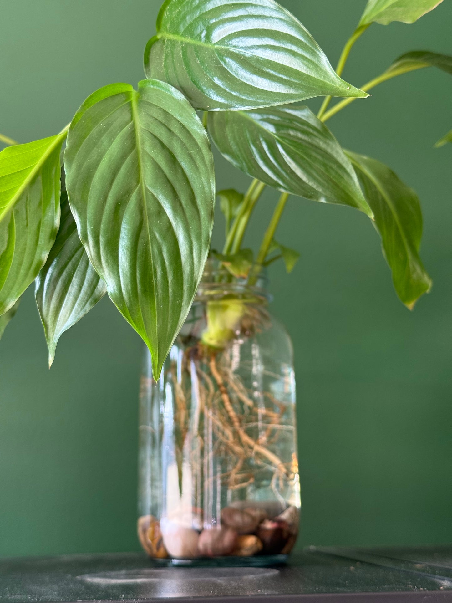 Peace Lily Jar