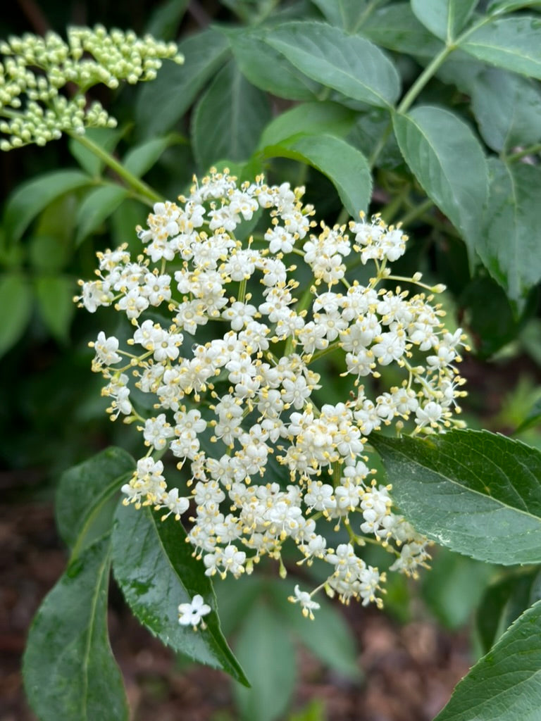 Elder Flower