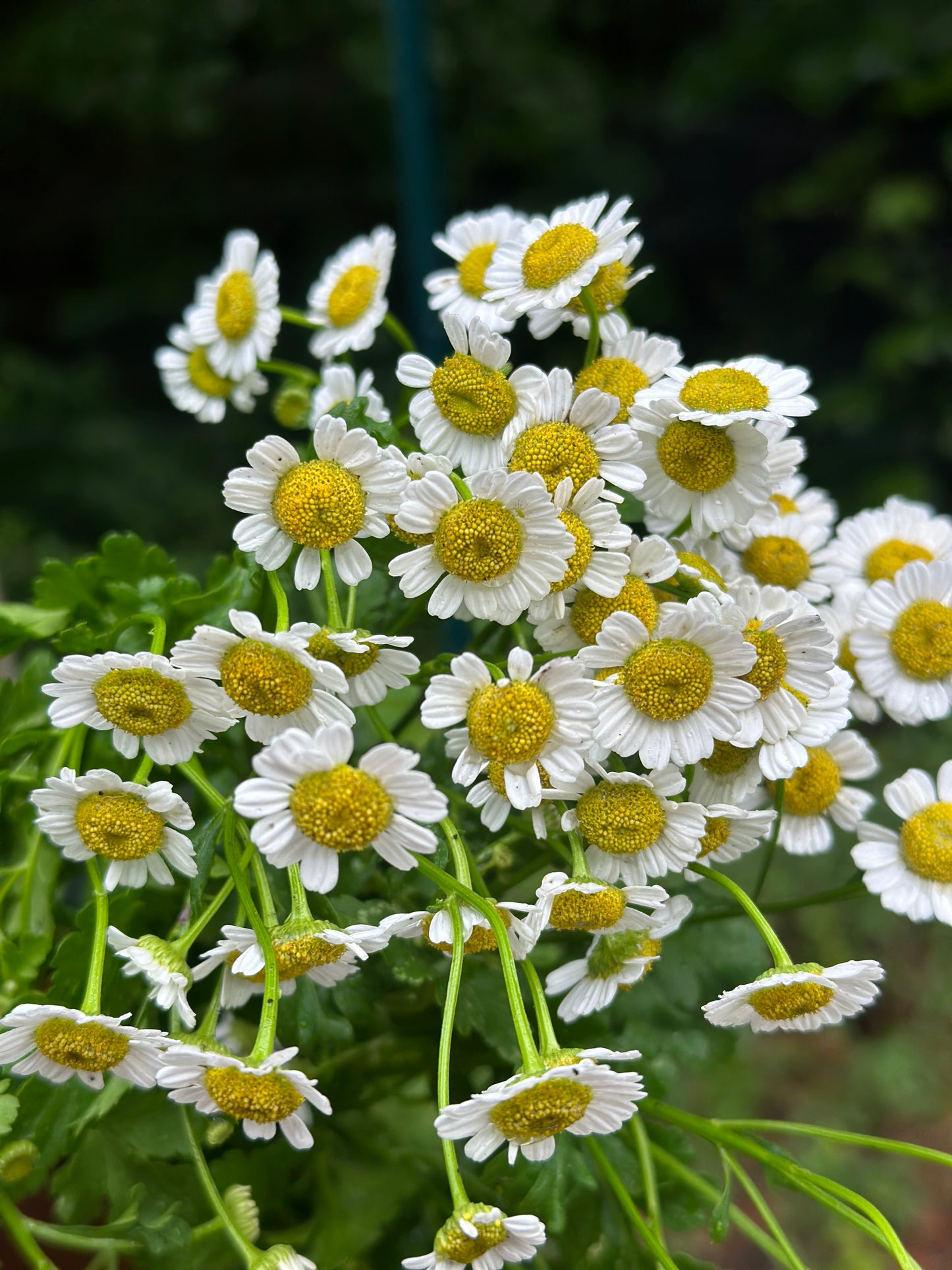 Feverfew