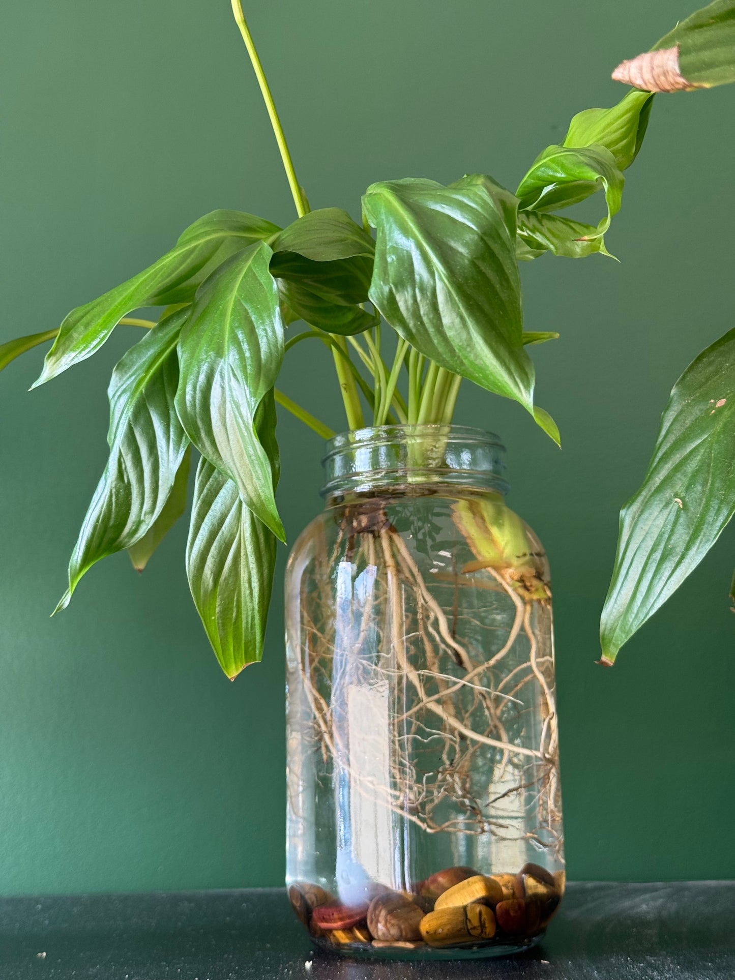 Peace Lily Jar