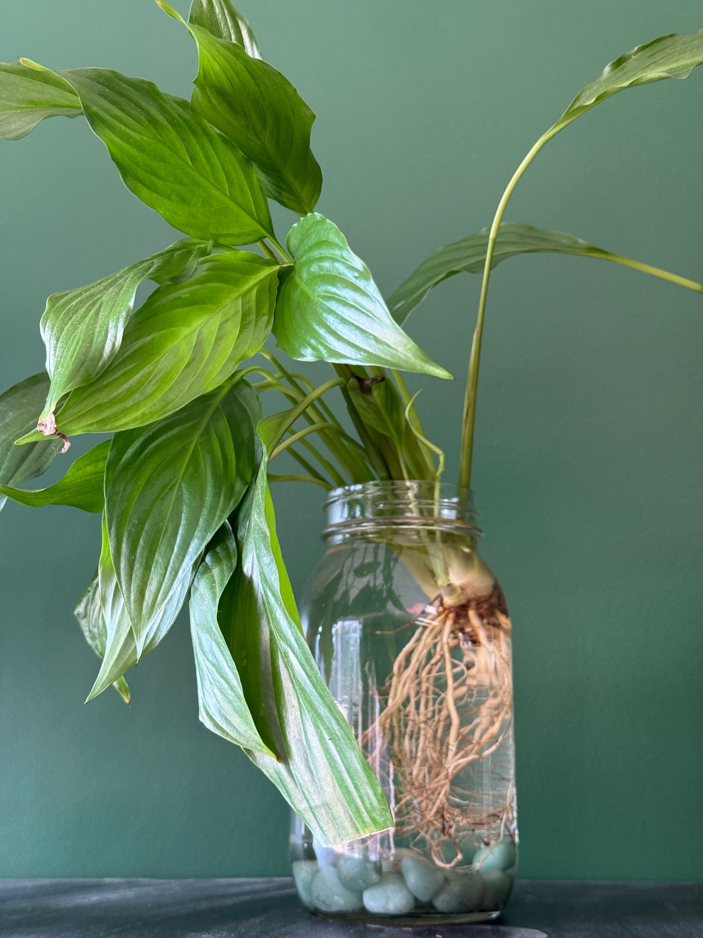 Peace Lily Jar