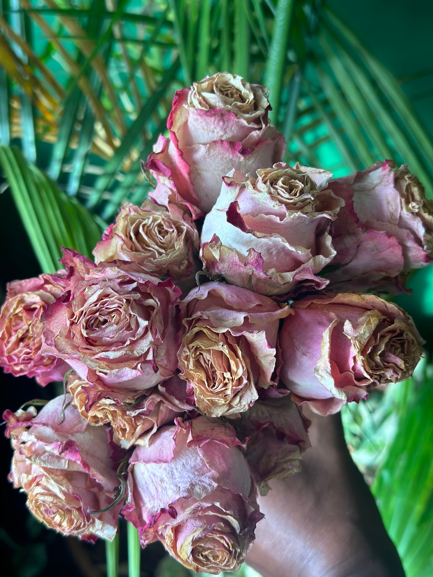 Dried Roses