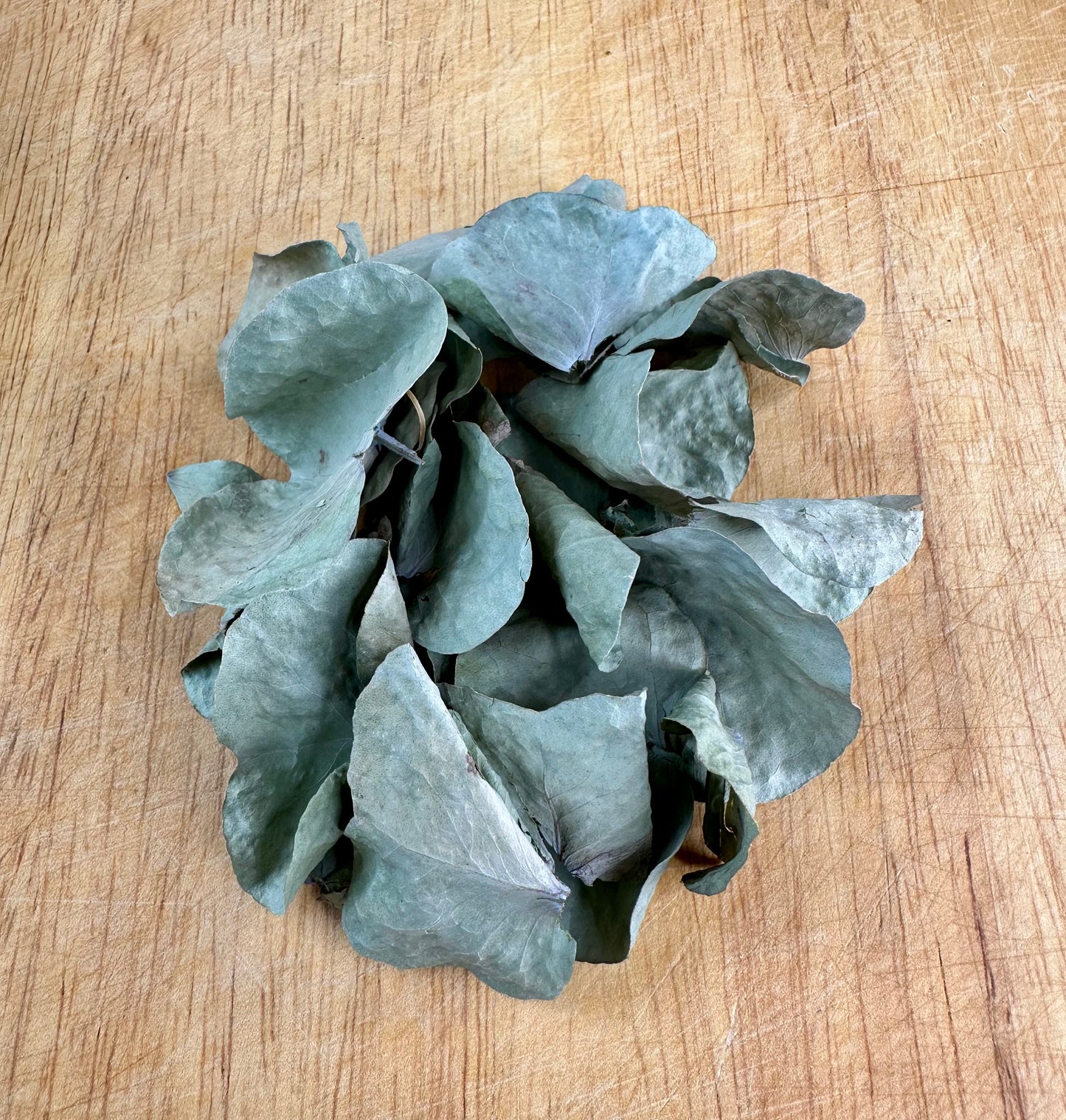 Eucalyptus