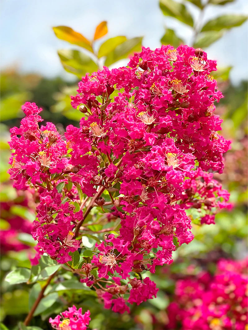 Crepe Myrtle Buds