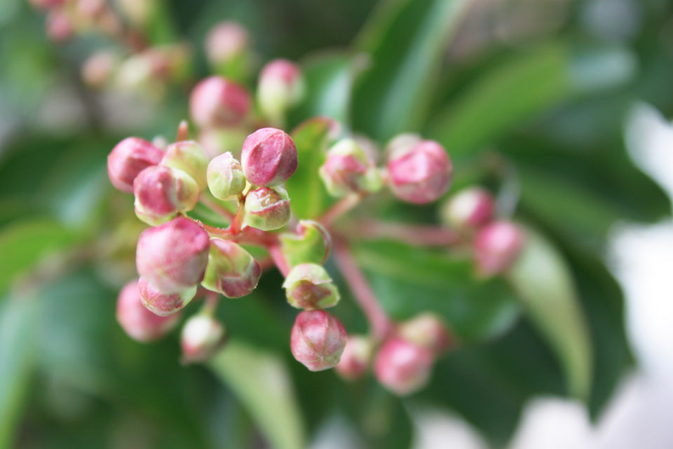 Crepe Myrtle Buds