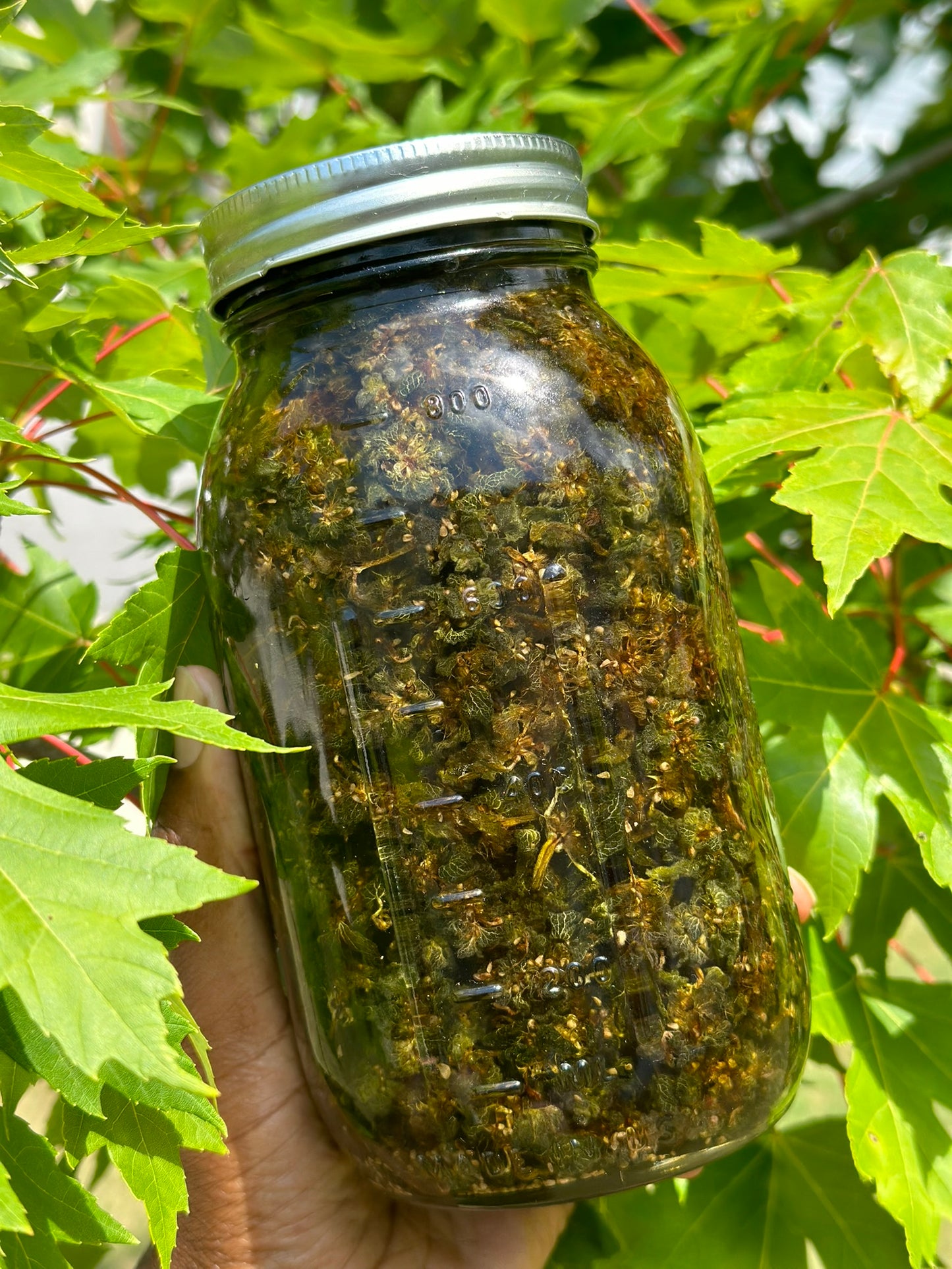 Dead Nettle Oil