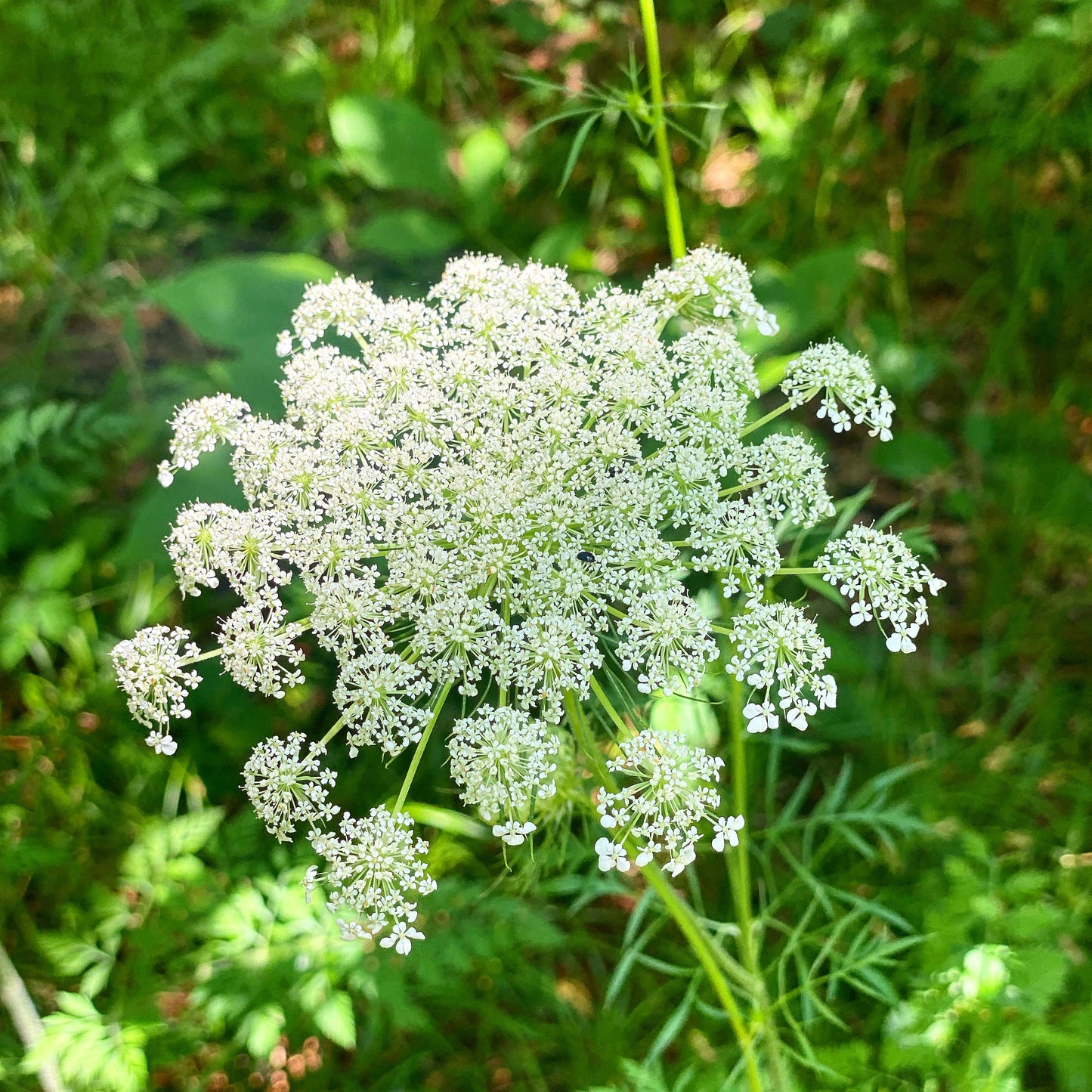 Queen Anne's Lace