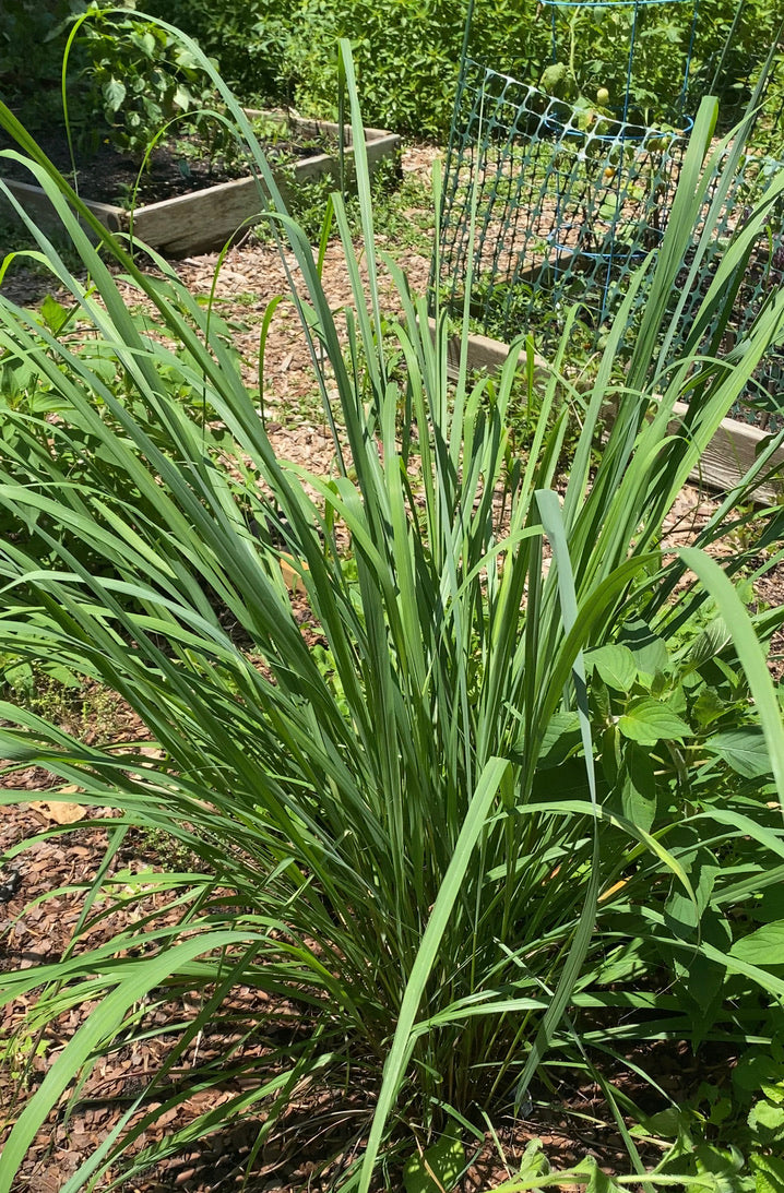 Lemongrass