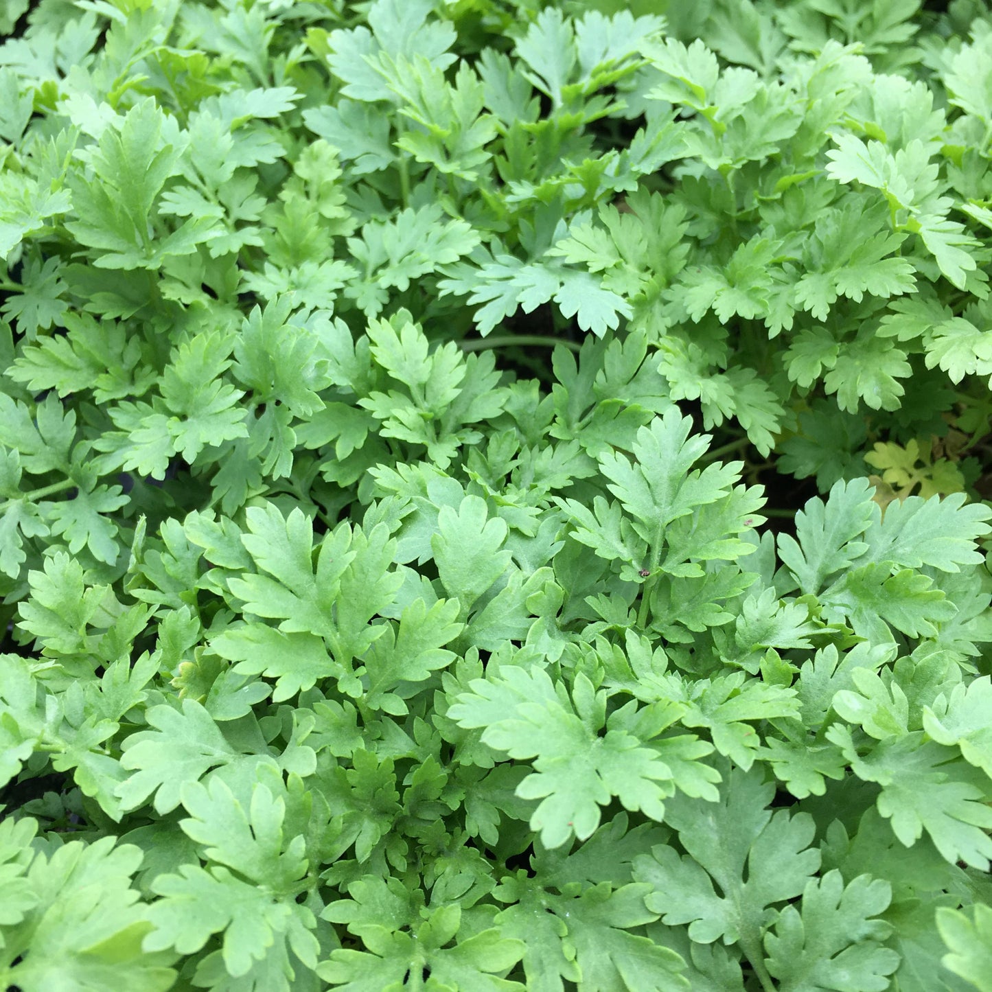 Feverfew