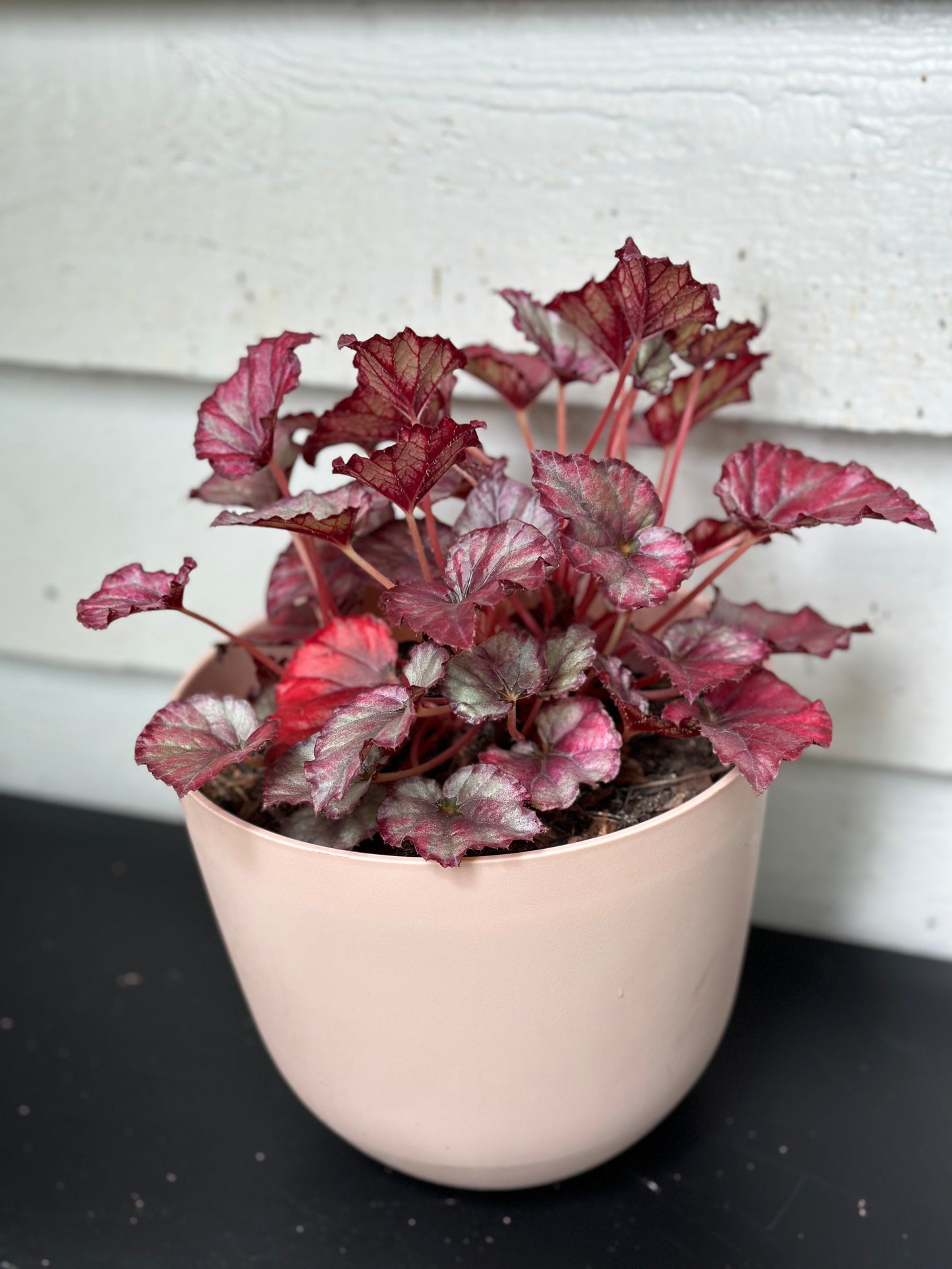 Red Begonia