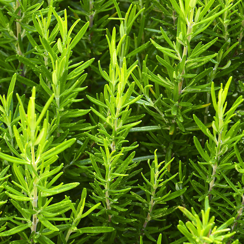 Rosemary