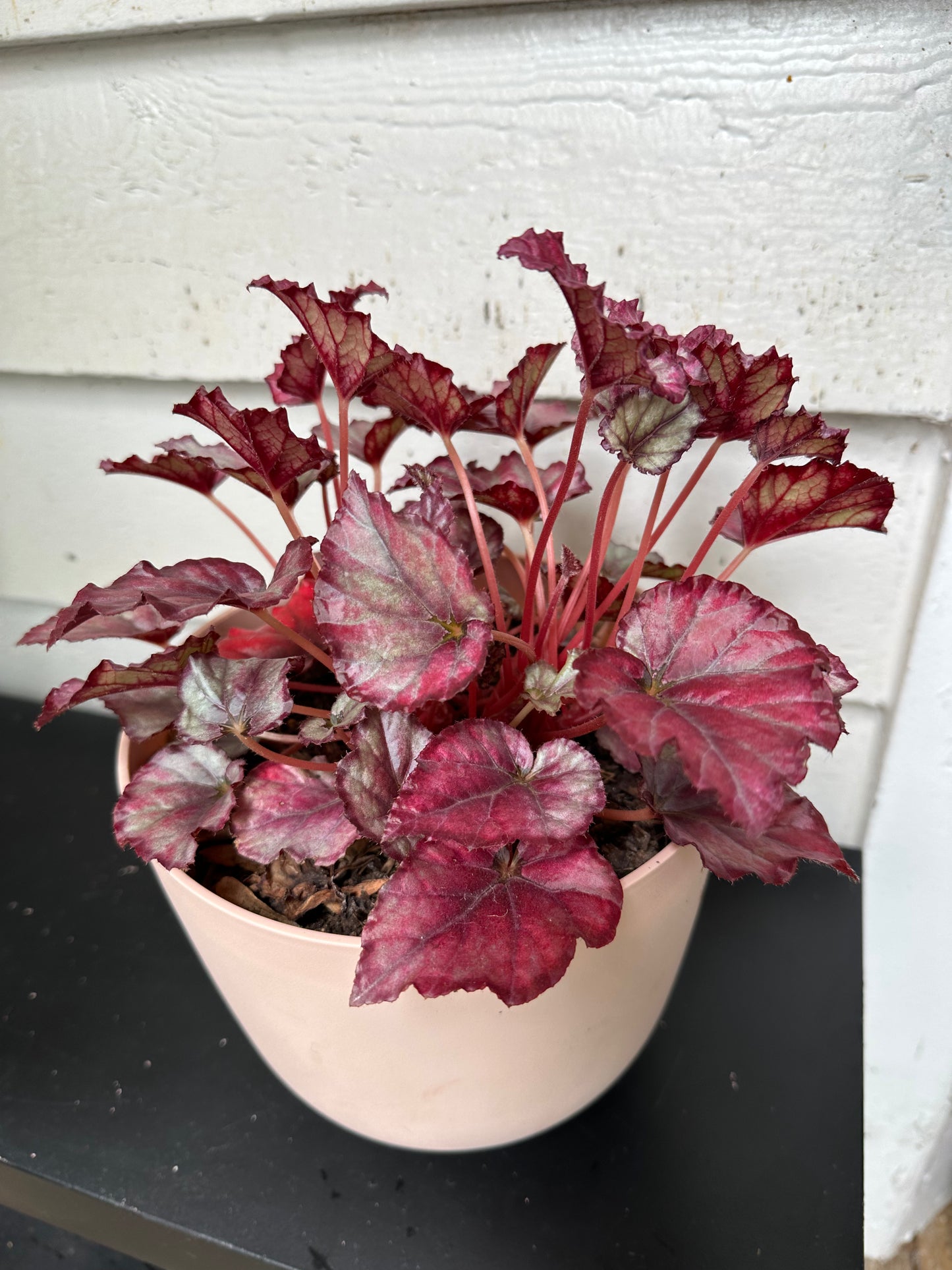 Red Begonia