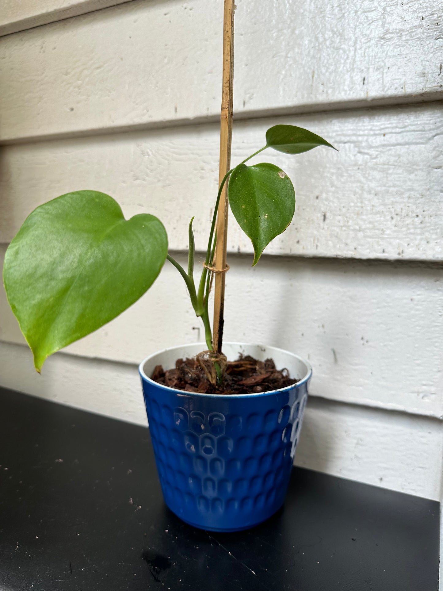 Monstera