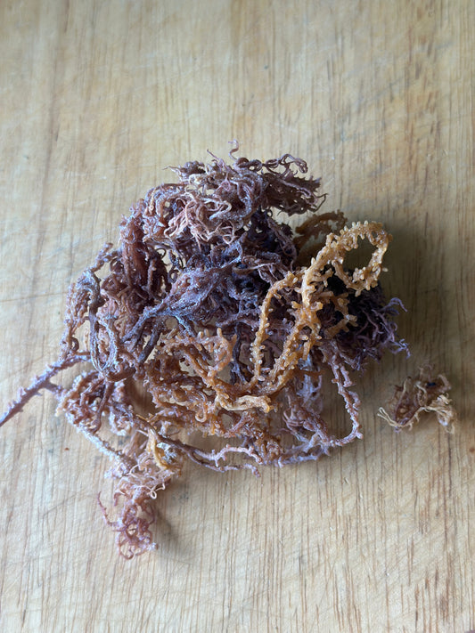 Purple Sea Moss