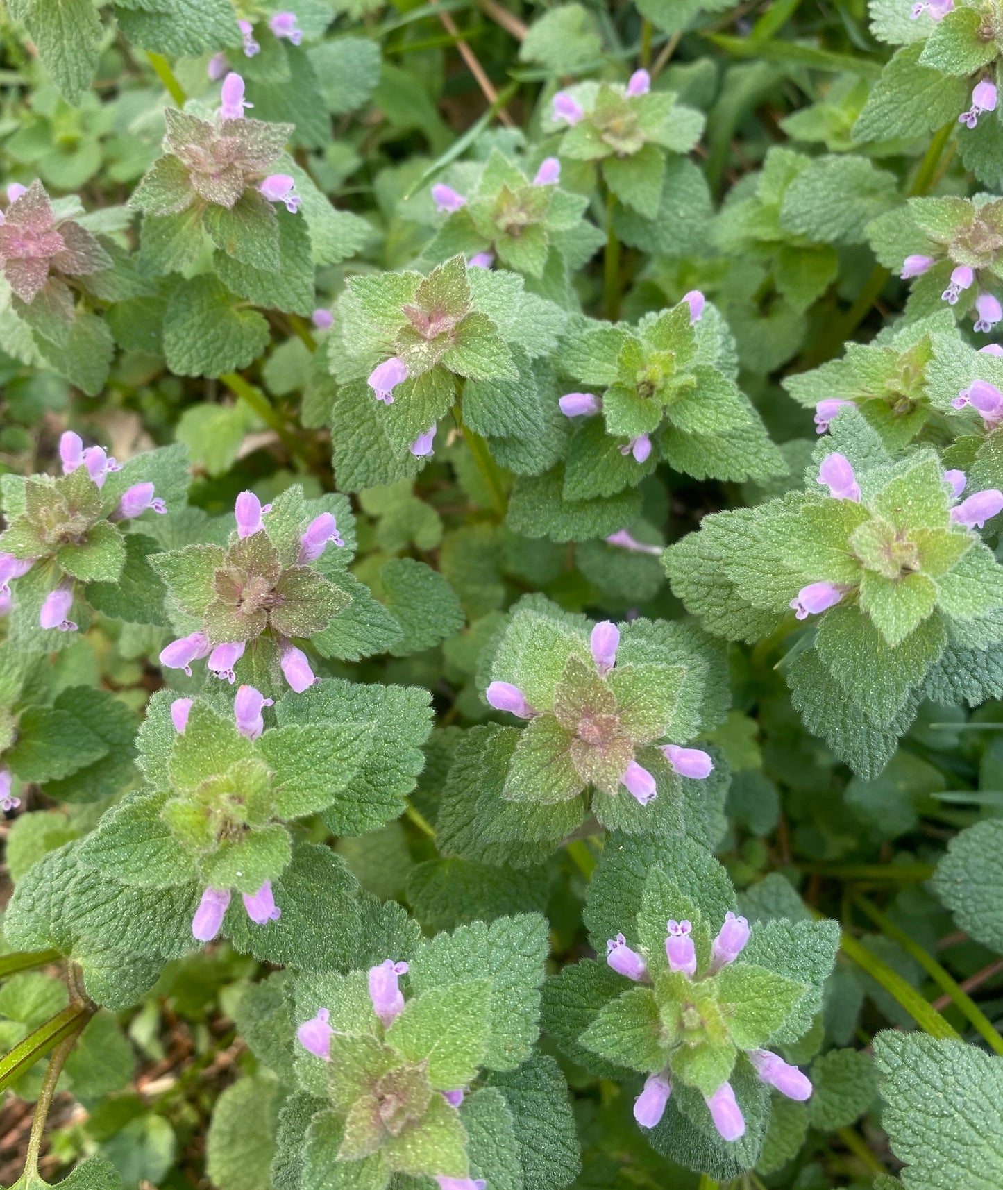 Dead Nettle Oil
