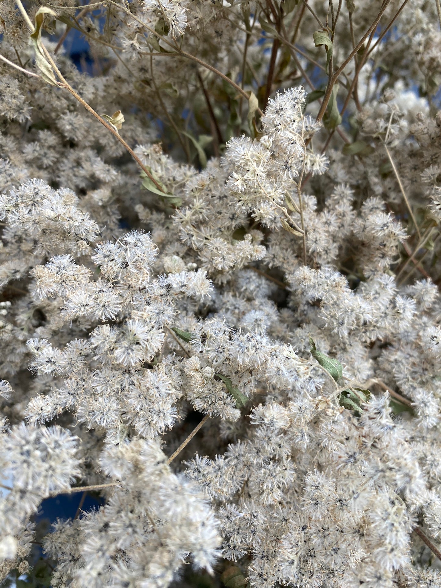 Boneset
