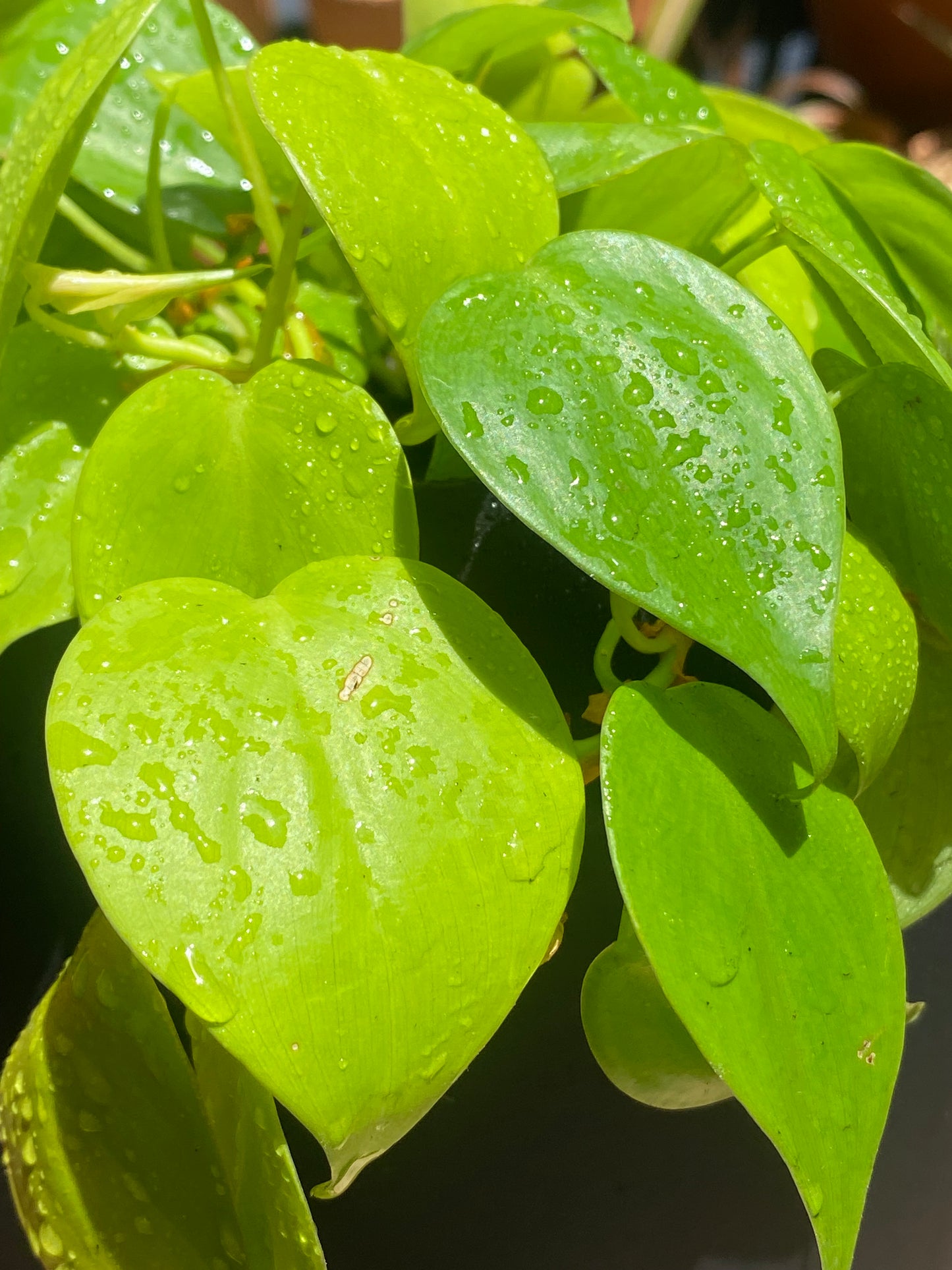 Philodendron Lemon- Lime