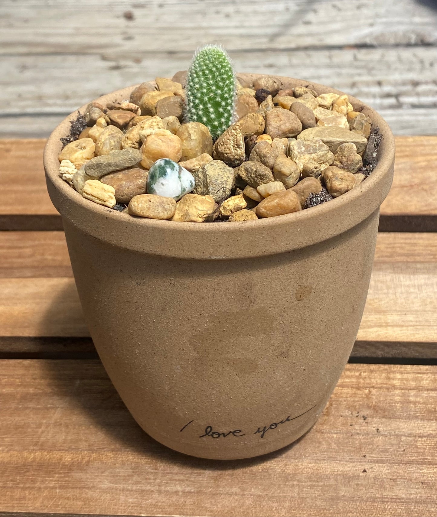 Bunny Ear Cactus in "I love you" clay pot