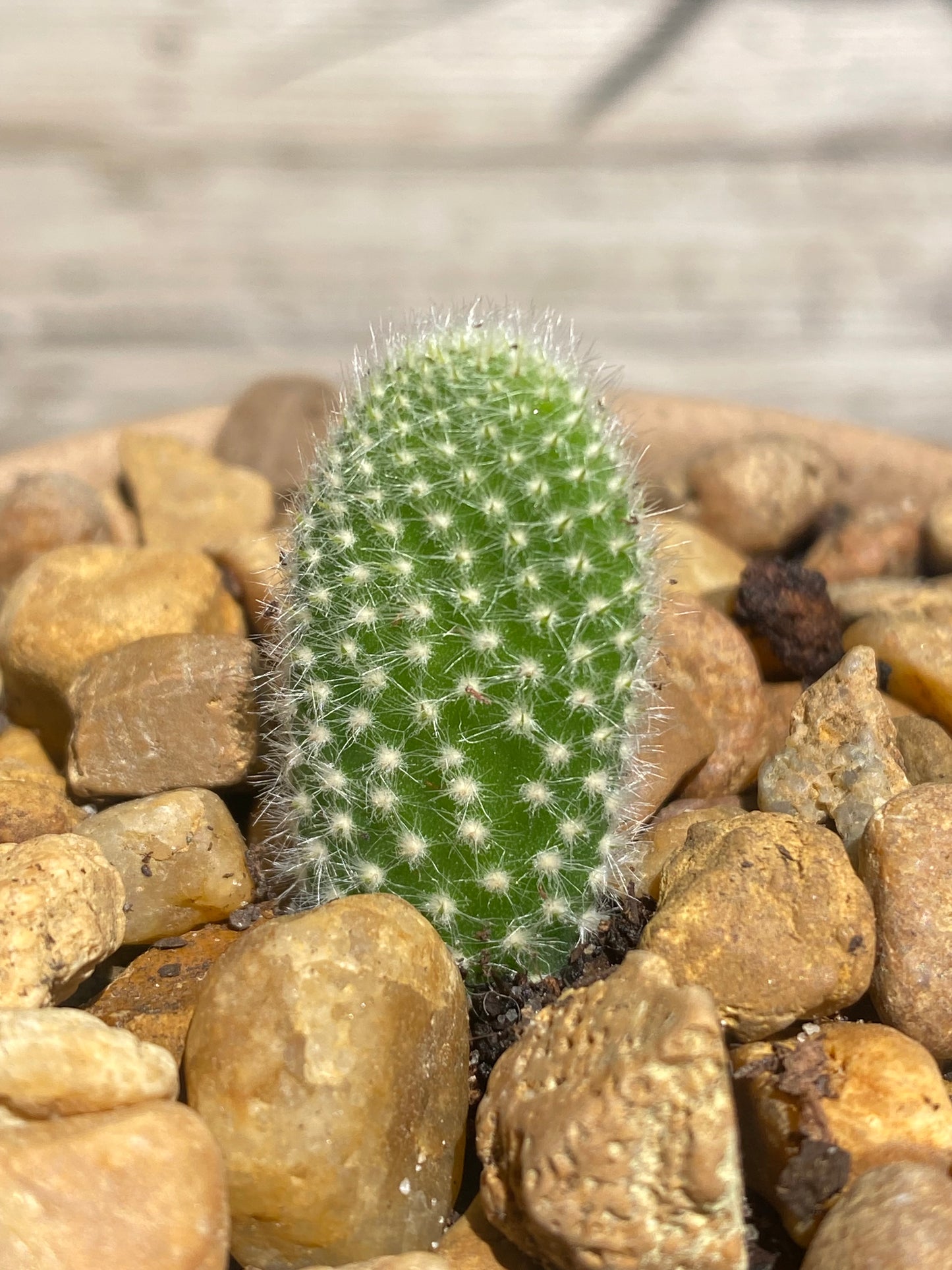 Bunny Ear Cactus