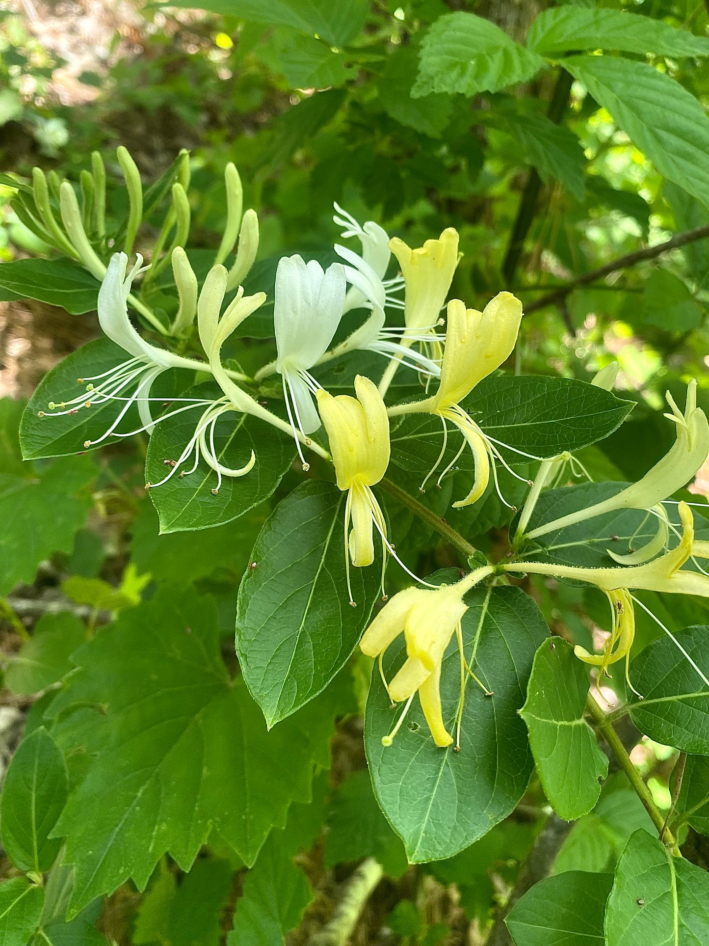 Honeysuckle