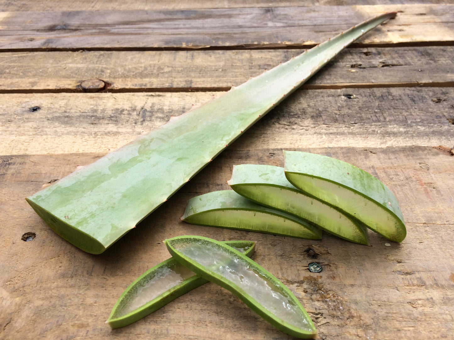 Aloe Vera Leaves