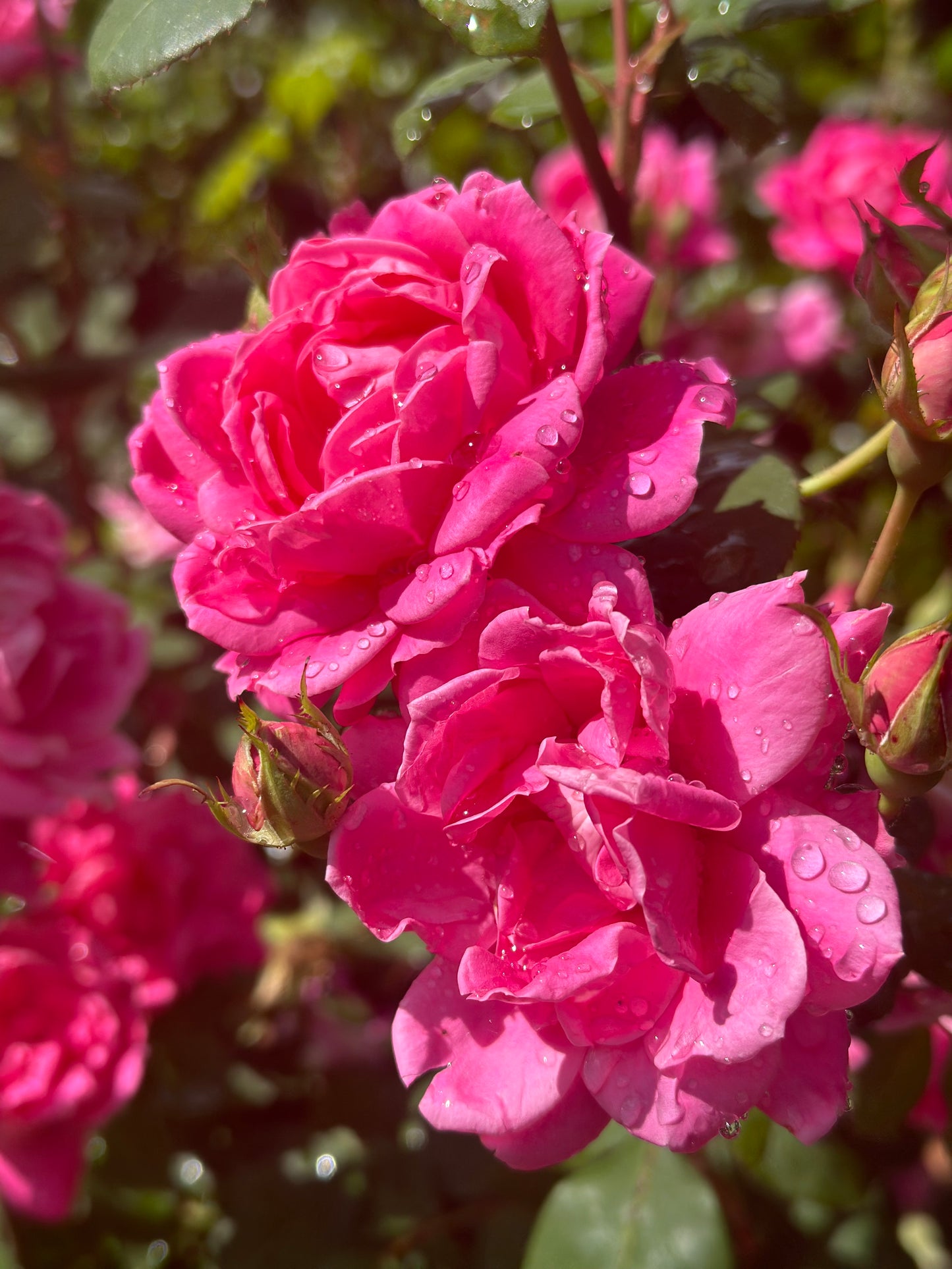 Fresh Roses