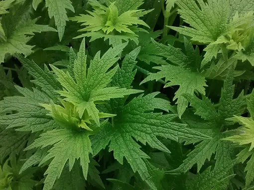 Motherwort