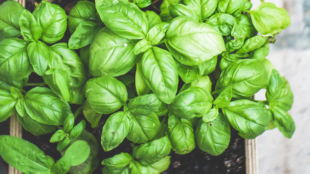 Basil