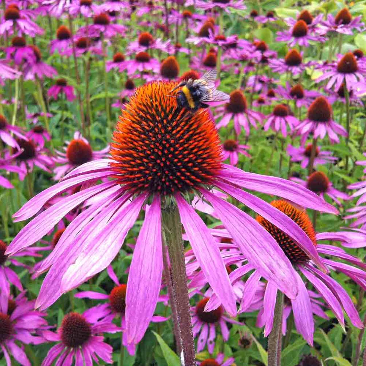 Echinacea