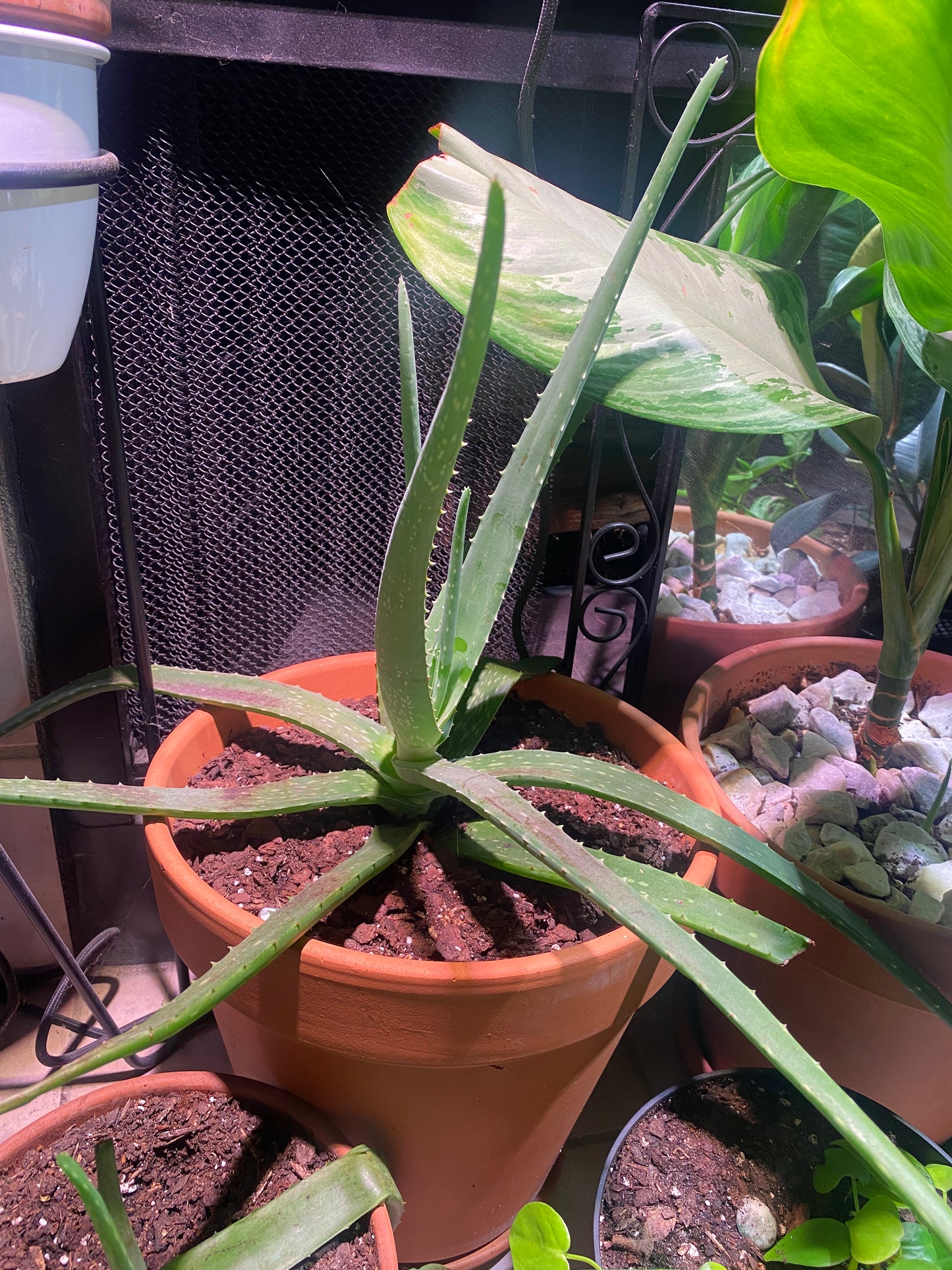 Aloe Vera