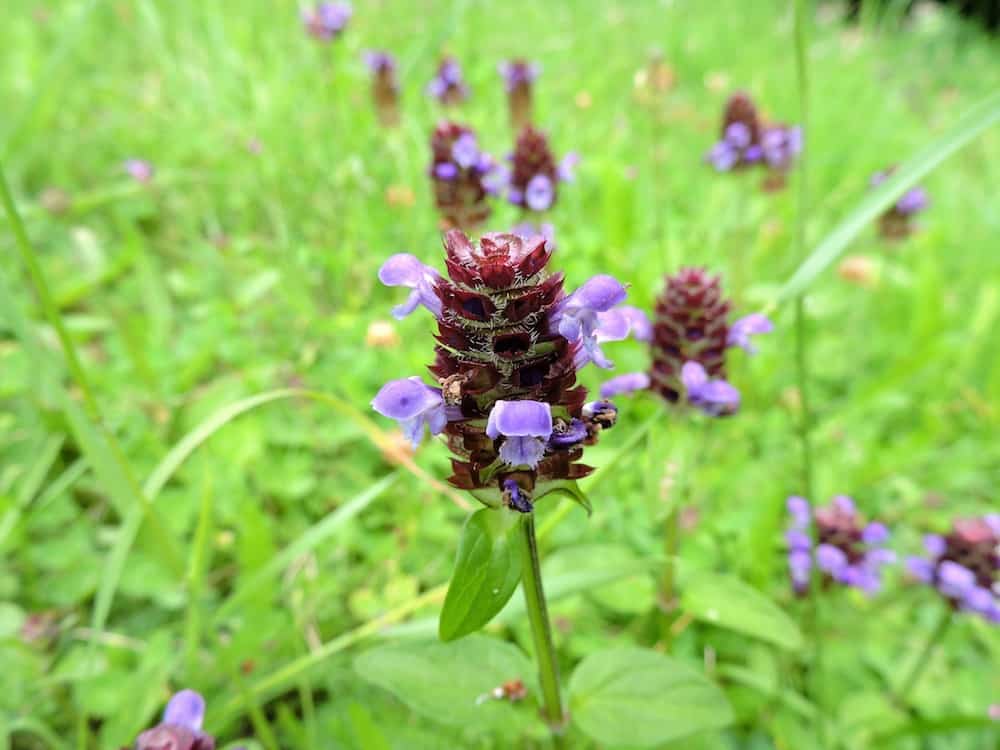 Self-Heal