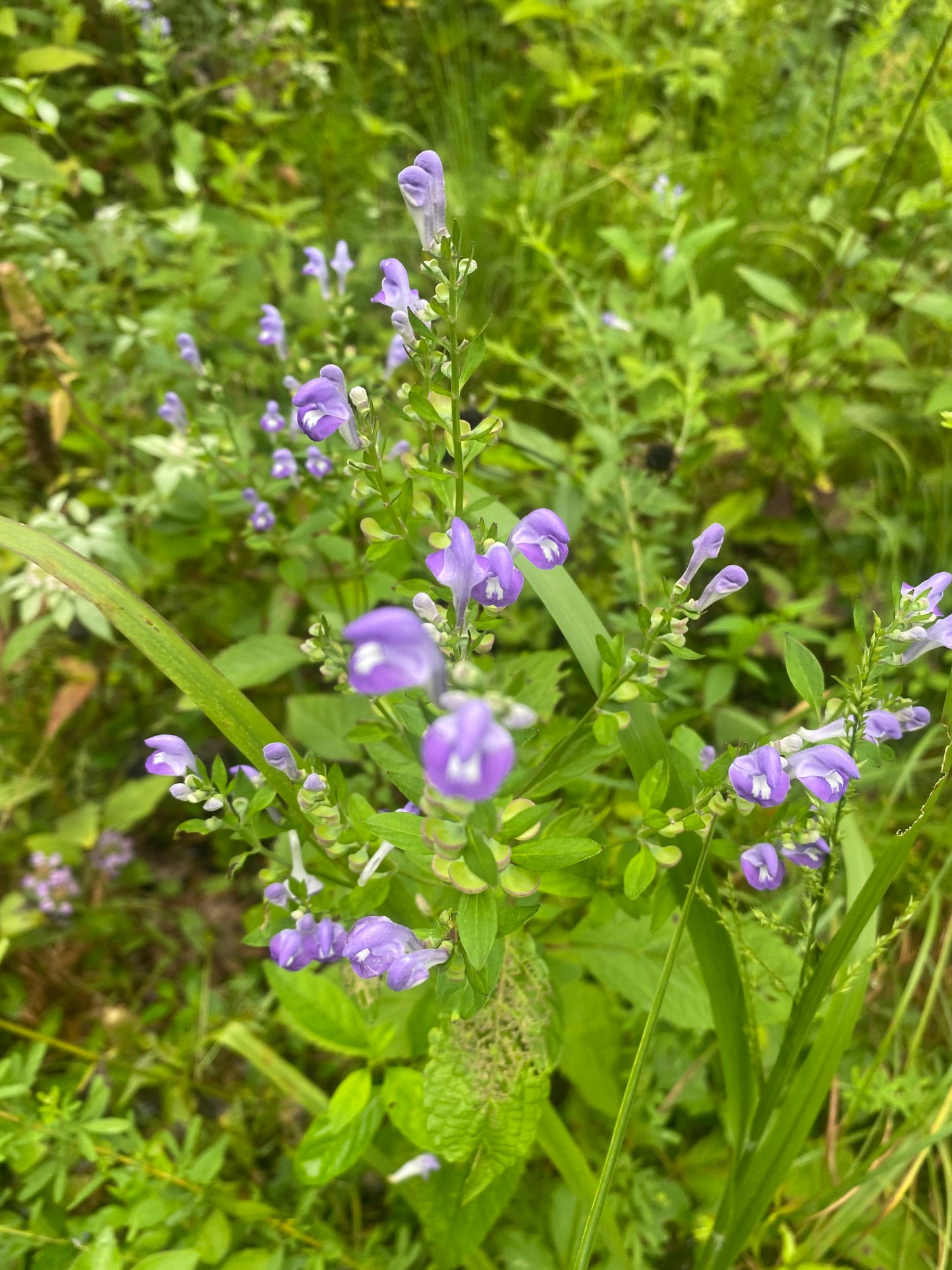 Skullcap
