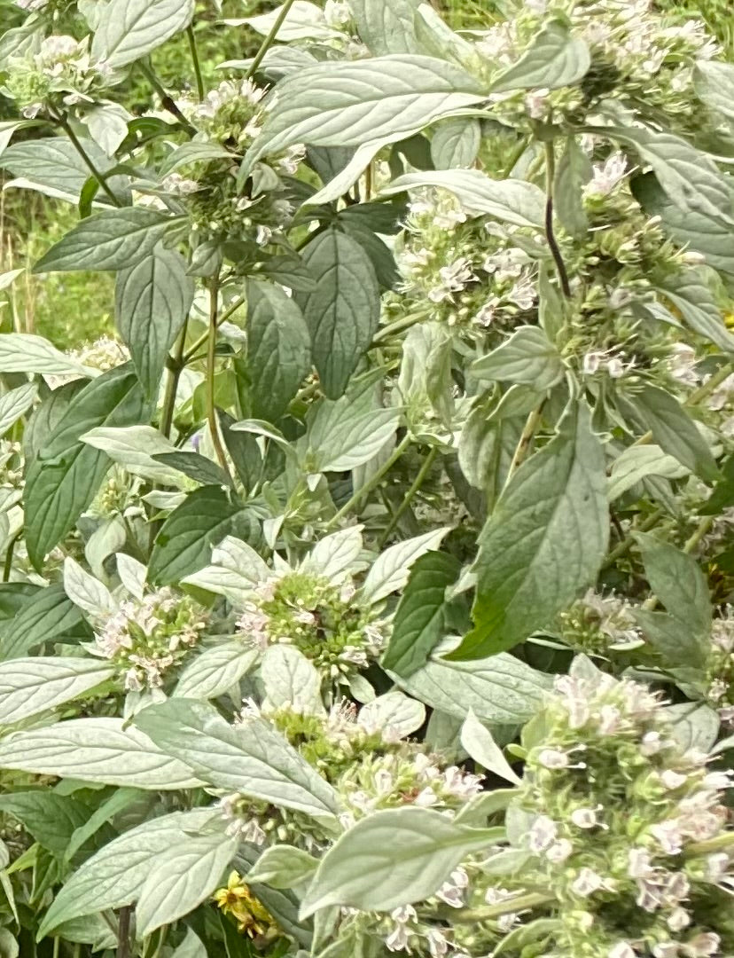 Mountain Mint
