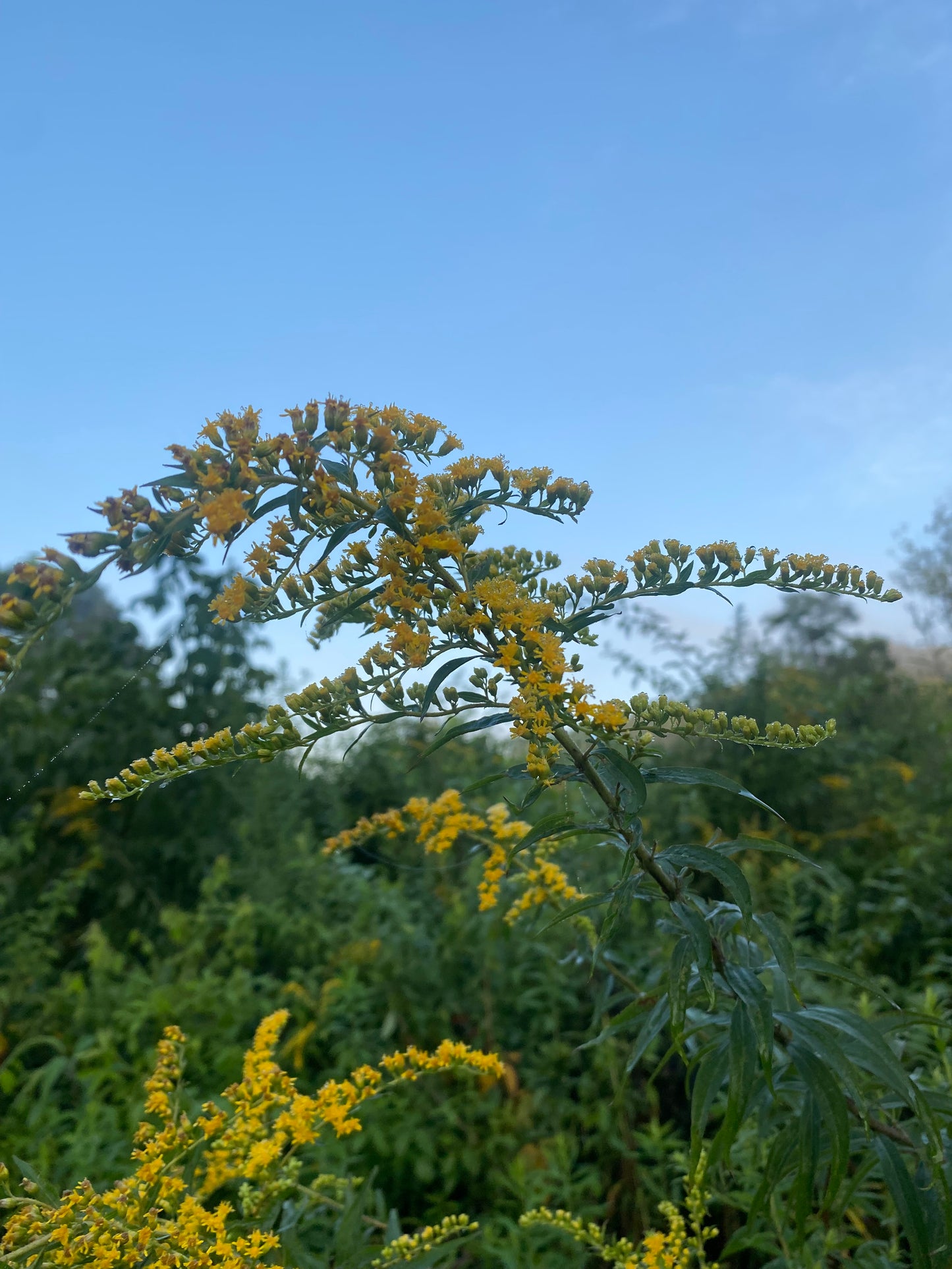Wild Goldenrod