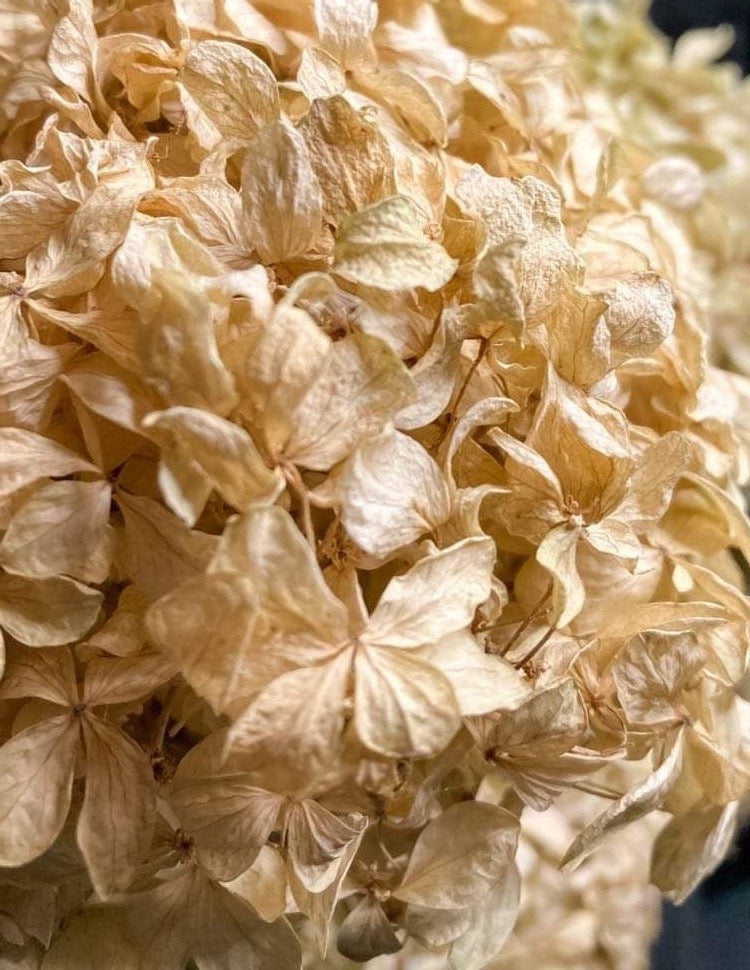Hydrangeas