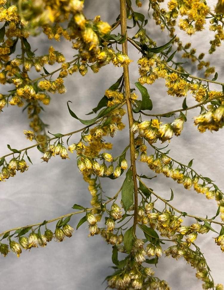 Dried Wild Goldenrod
