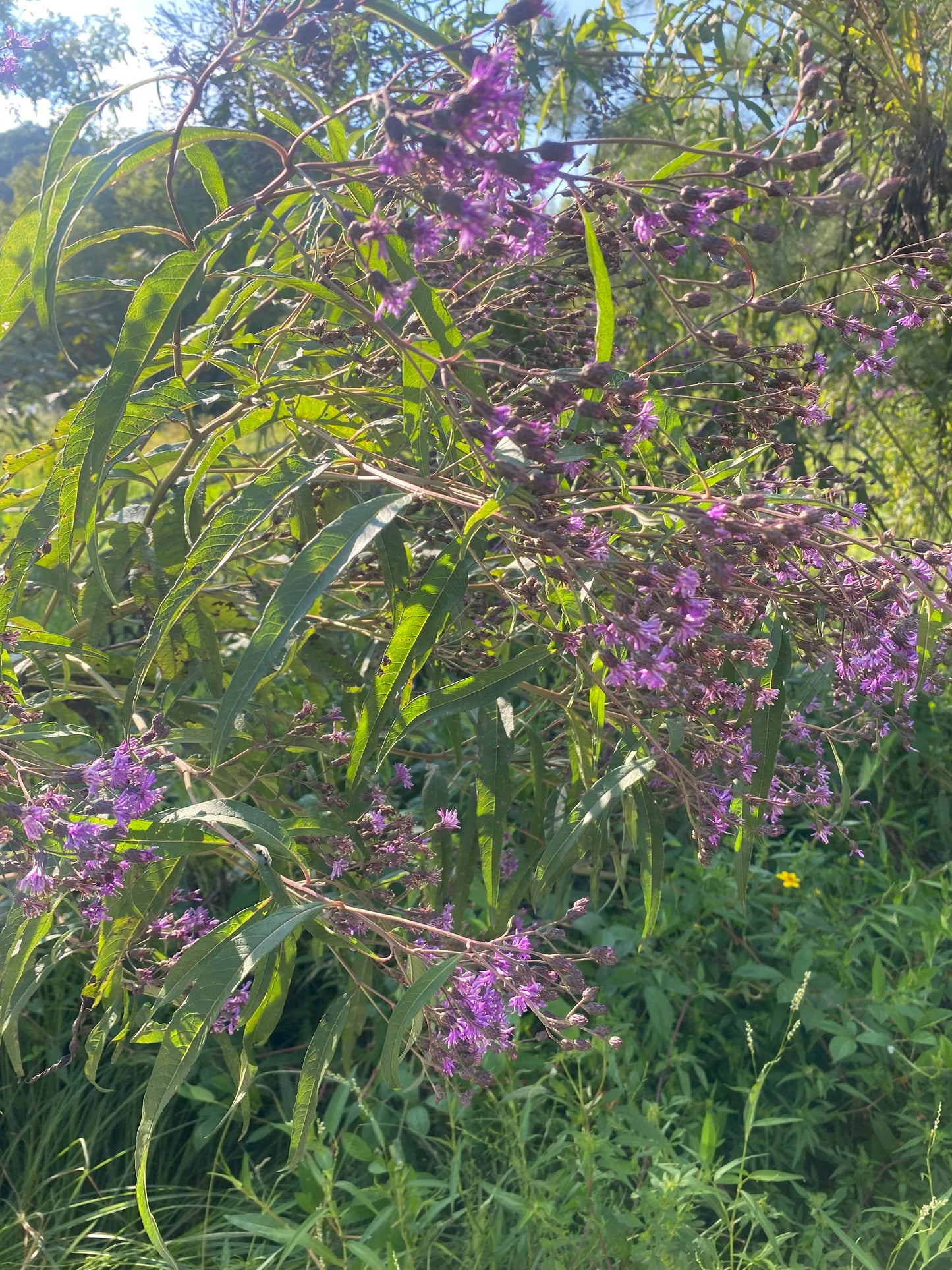 Wild Ironweed