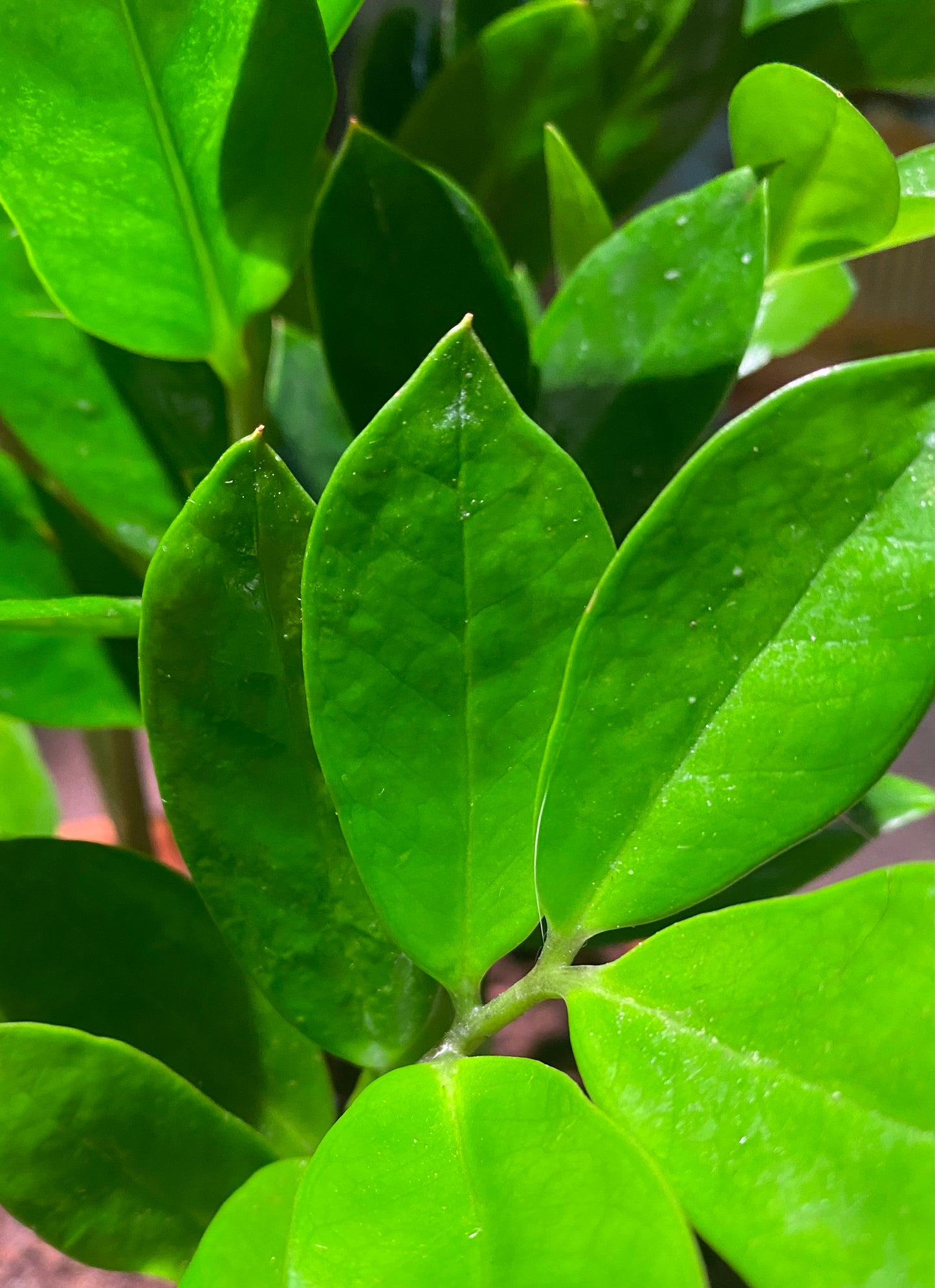 ZZ Plant