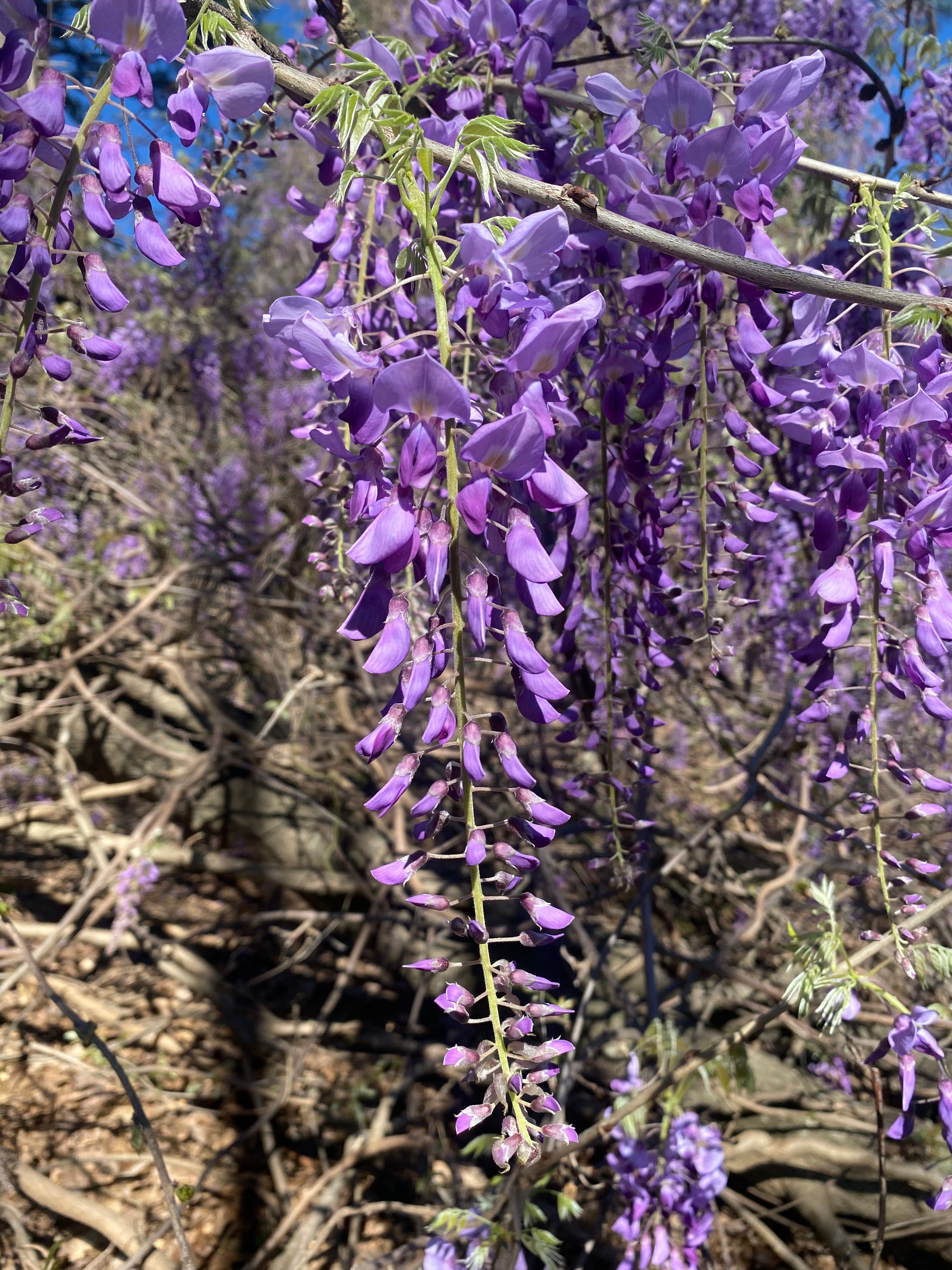 Wisteria - Purple Rain of Sensuality