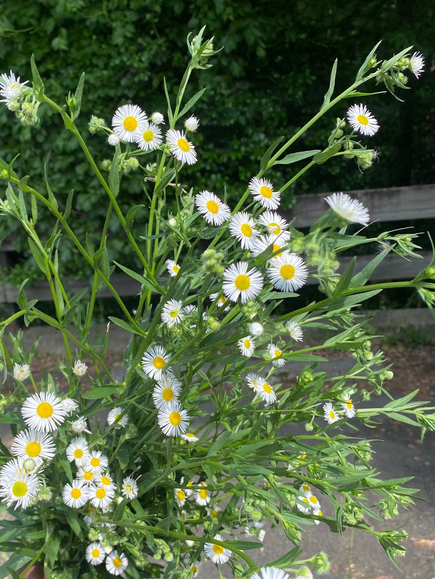 Fleabane