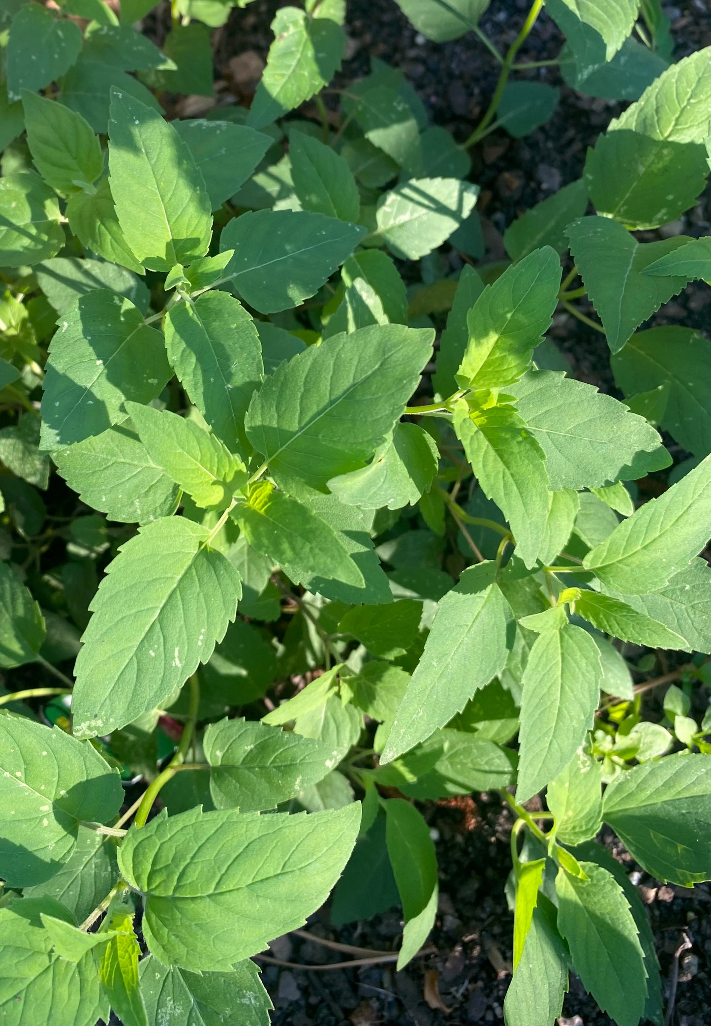 Catnip