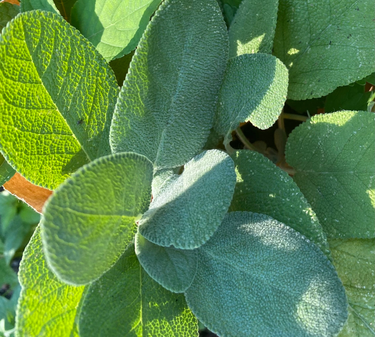 Pineapple Sage