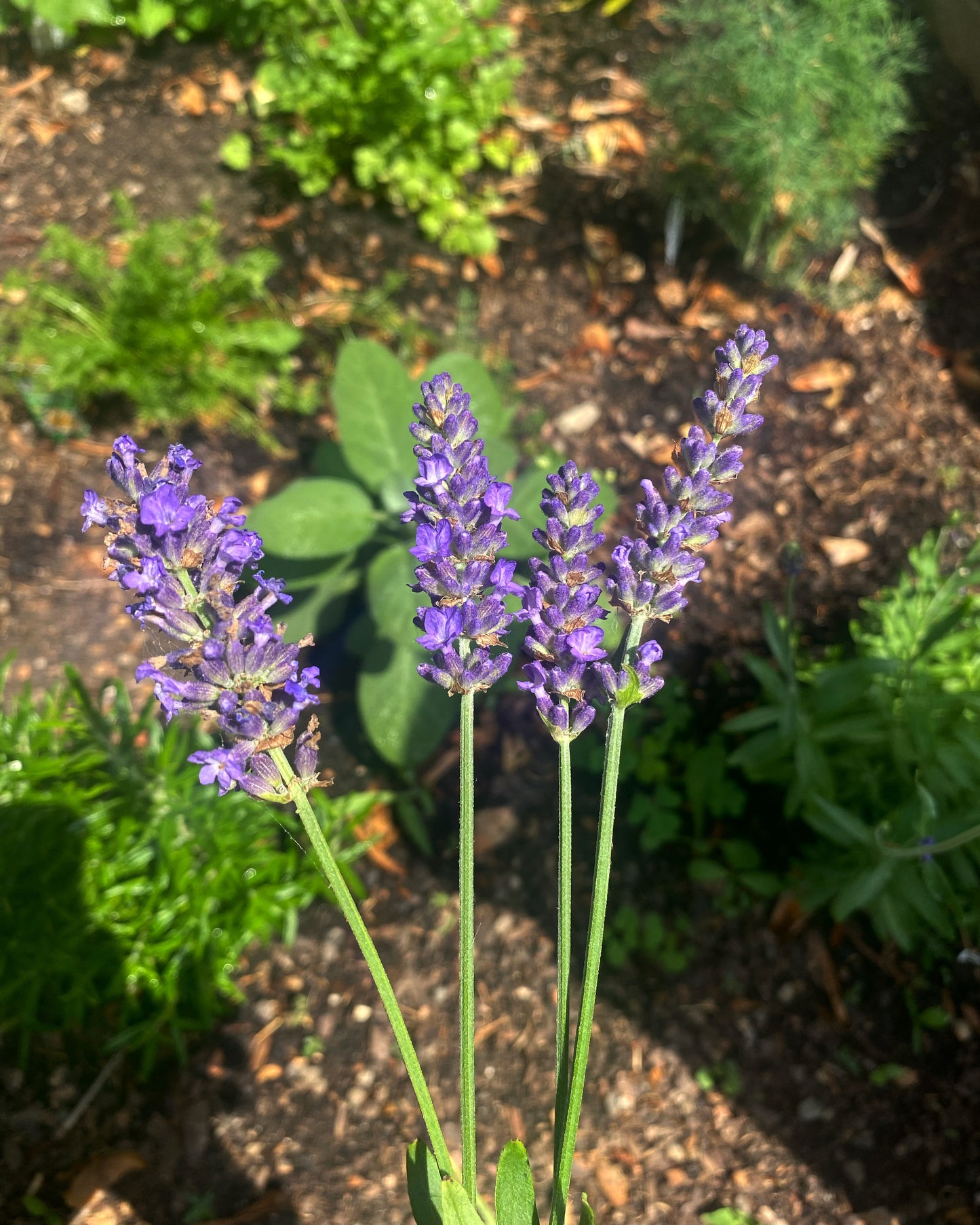 Lavender
