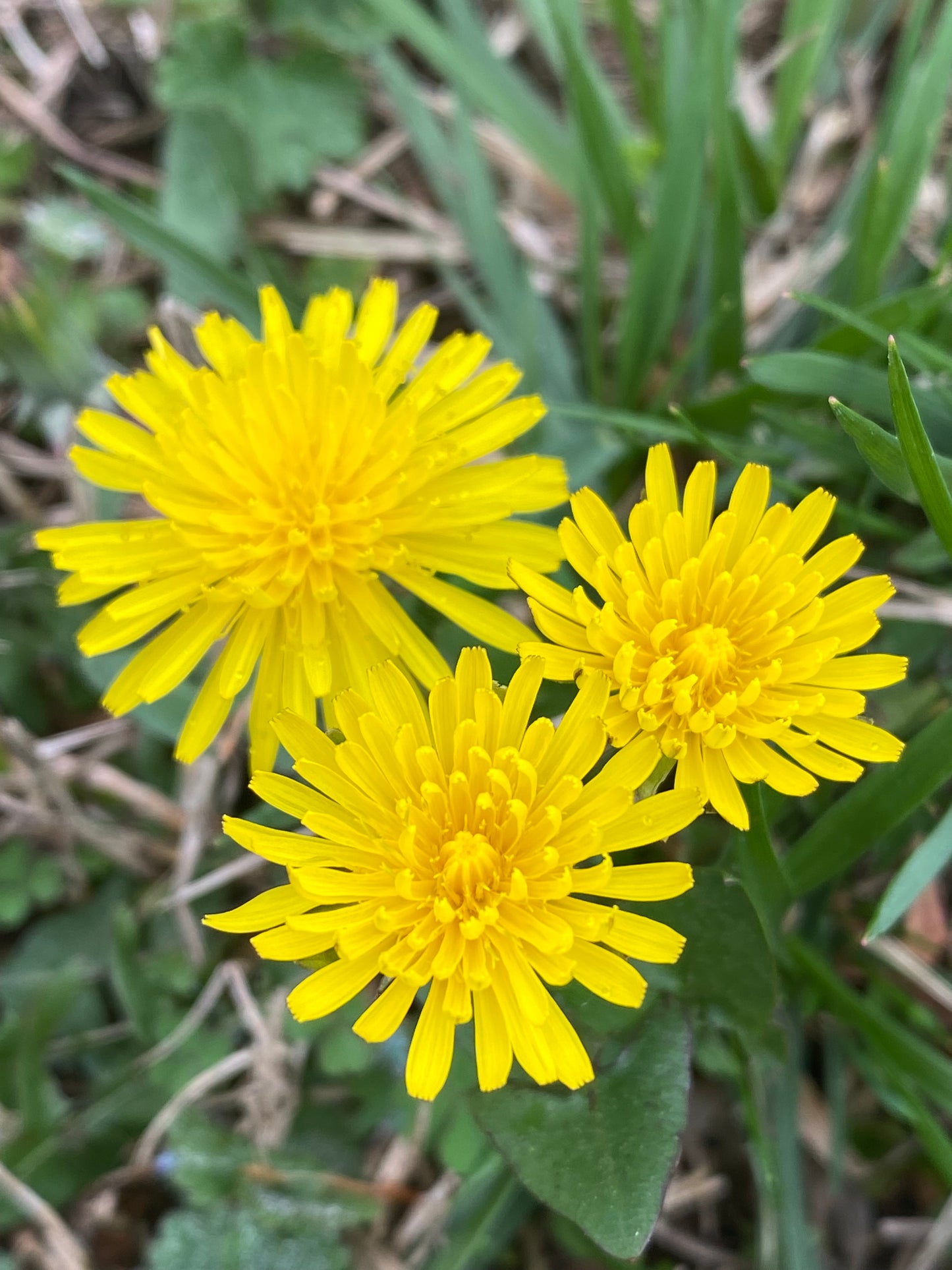 Dandelion