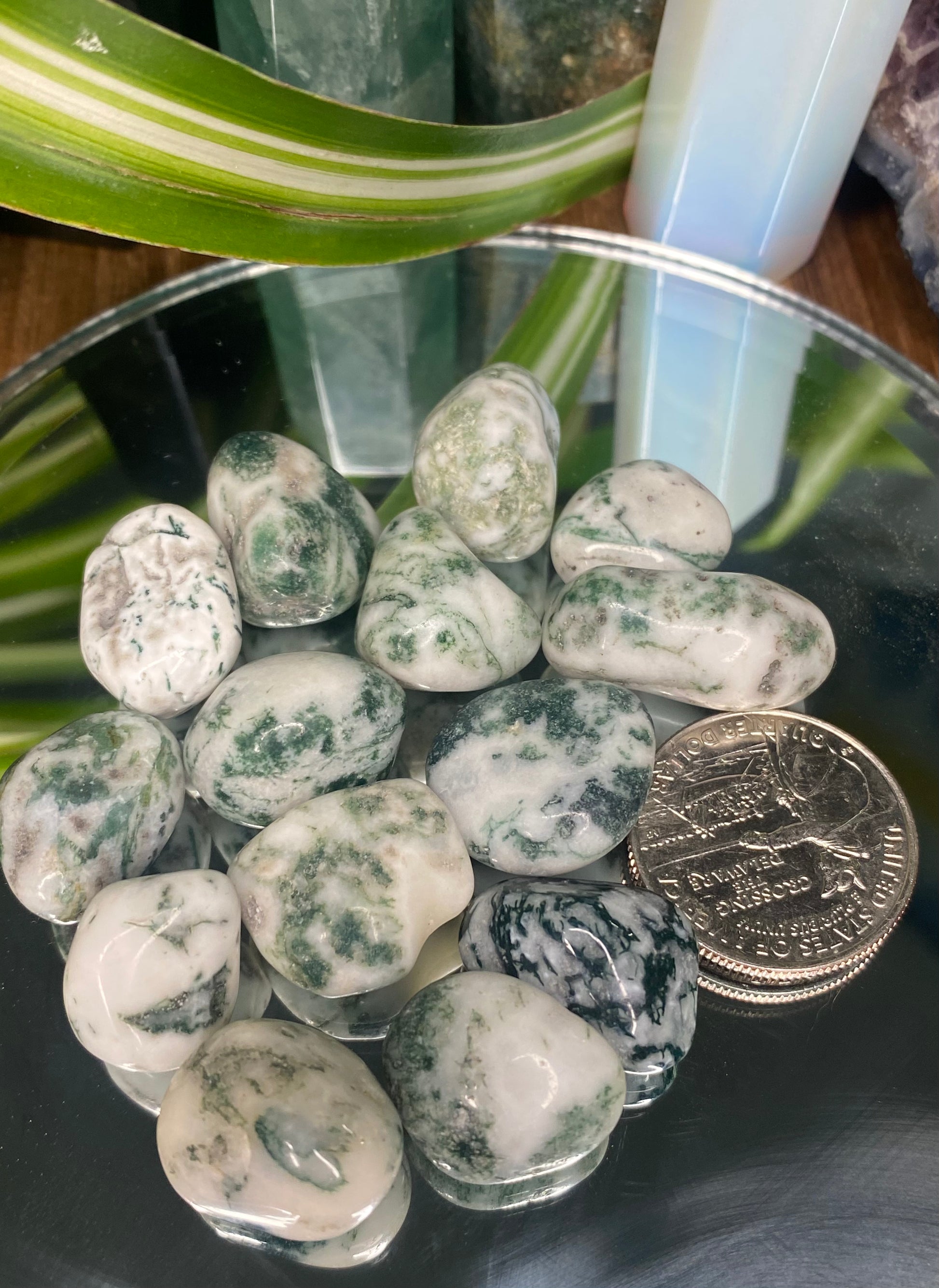 Tumbled Tree Agate, green and white stone