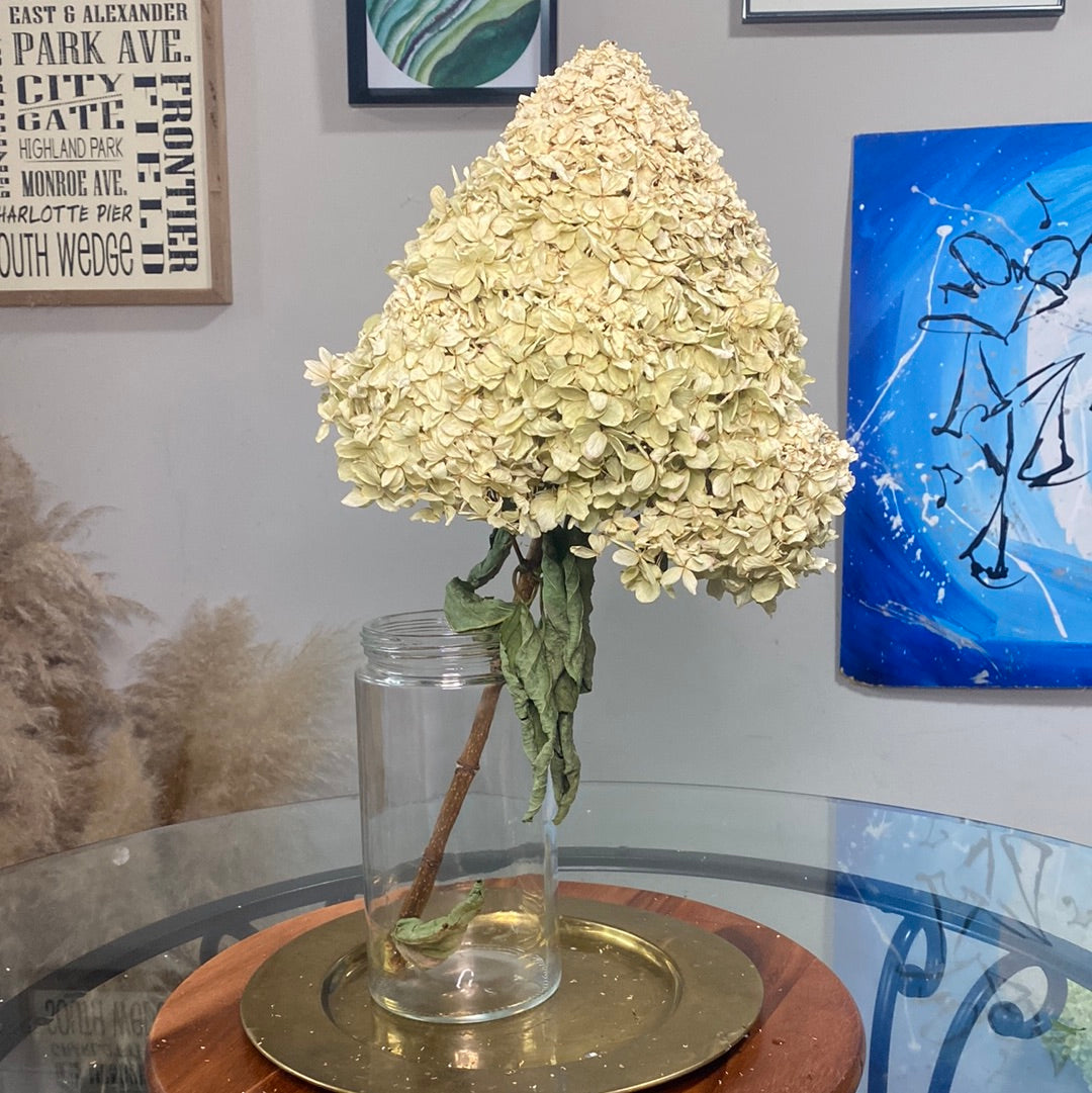 Hydrangeas